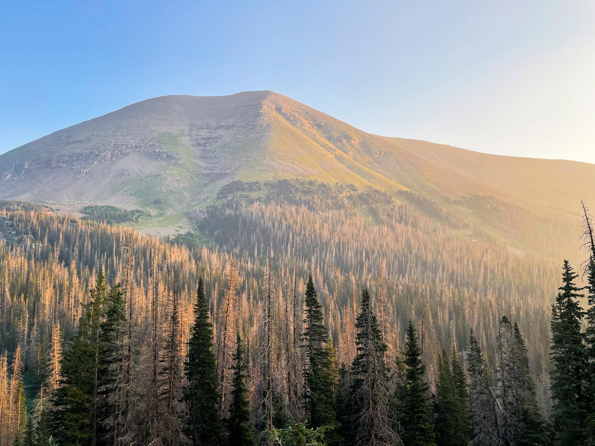 Hazy mountain overlooks a vast forest with green and reddish-brown trees.