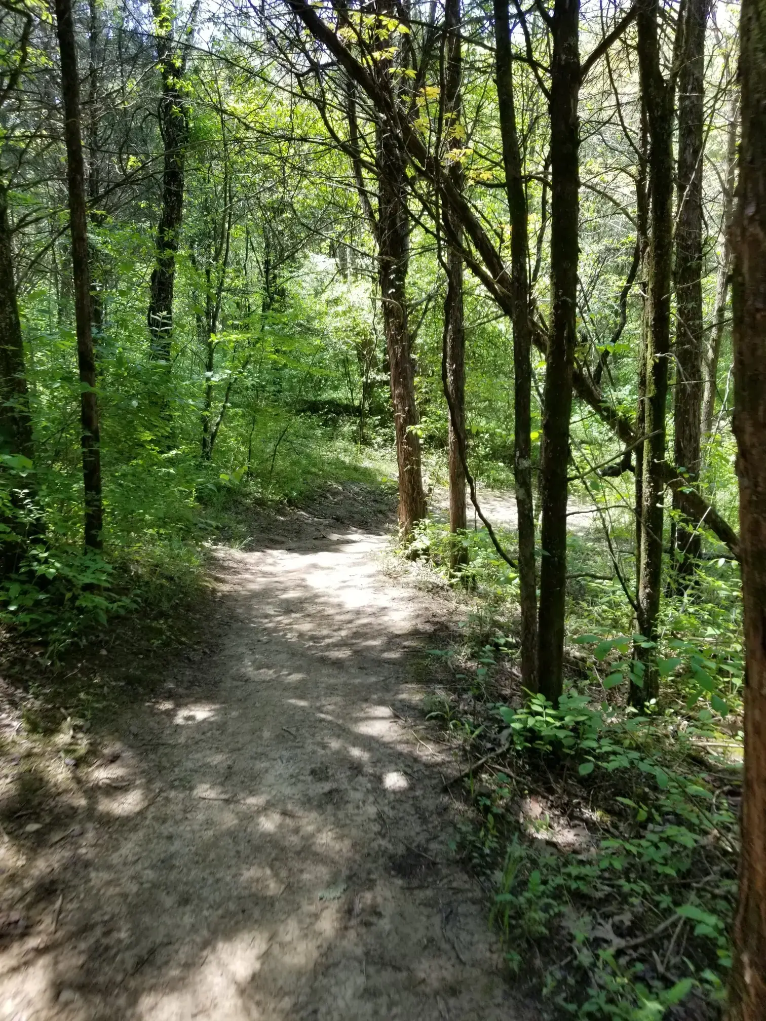 A sun-dappled dirt path winding through a dense green forest.