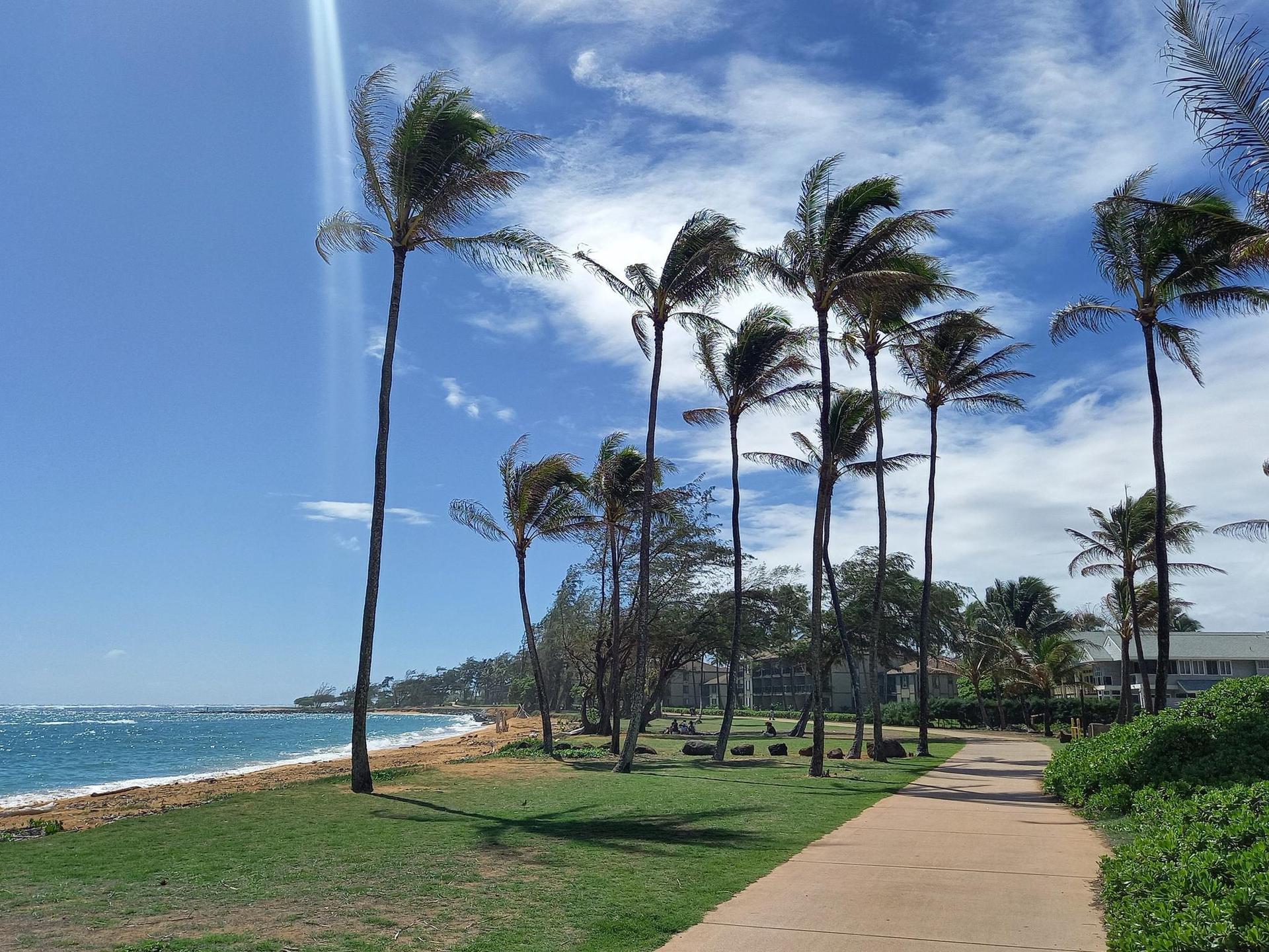 Palm trees swaying by a sunny beach with a paved path and blue sky.