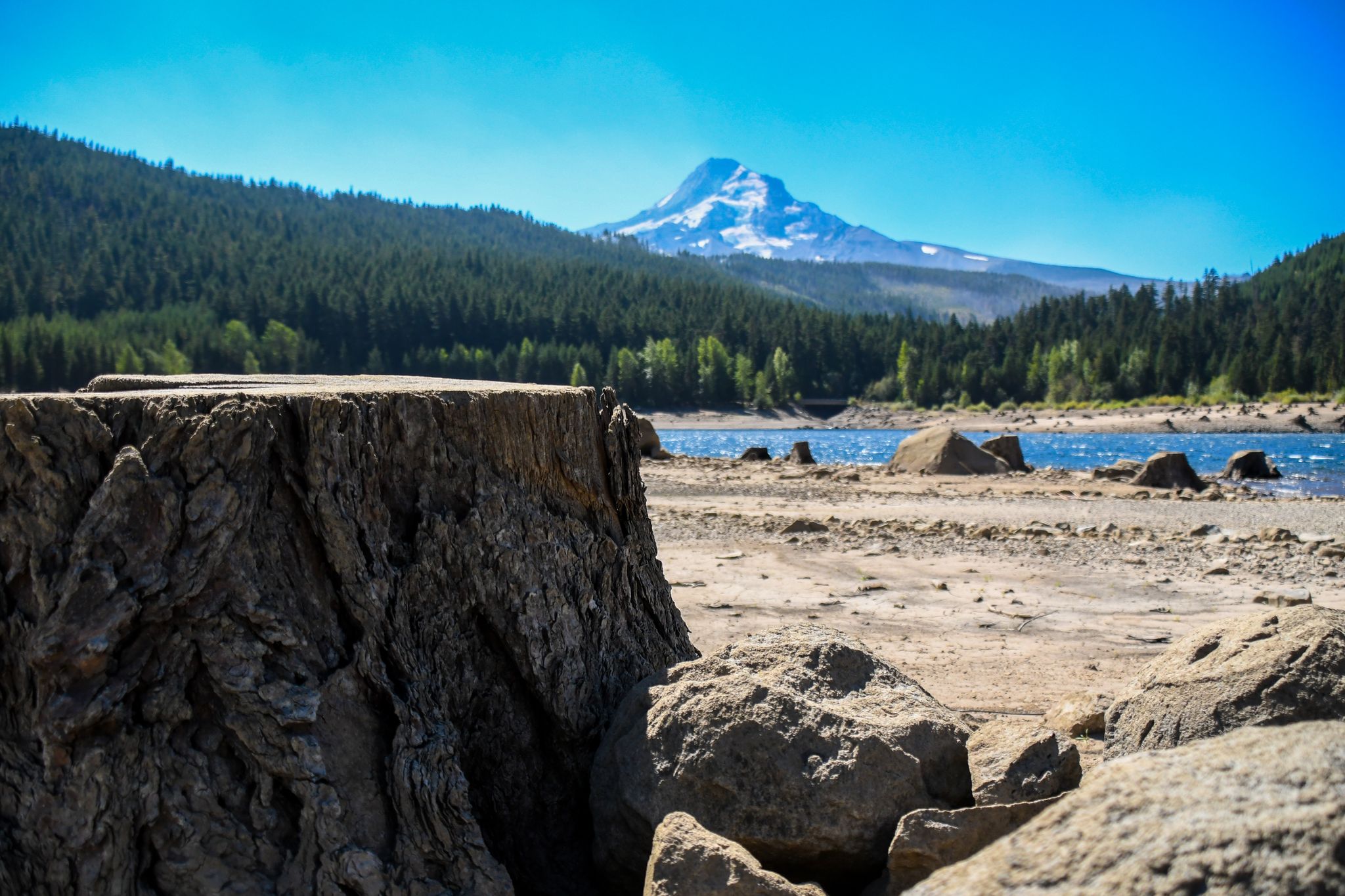 Sunny landscape with large tree stump, lake, forest, and snow-capped mountain. - Laurance Lake High Loop Trail