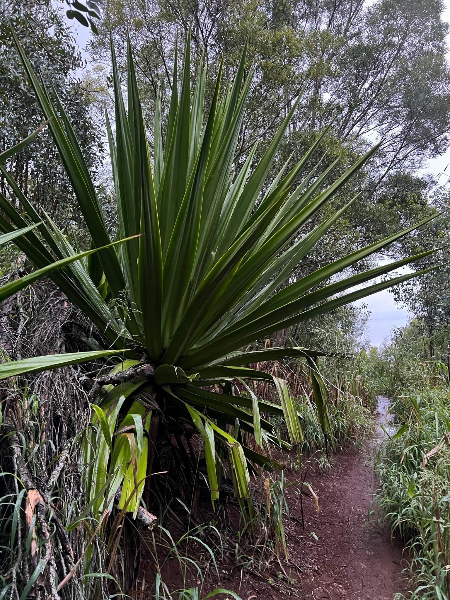 A large spiky plant grows beside a narrow dirt path in a forest.