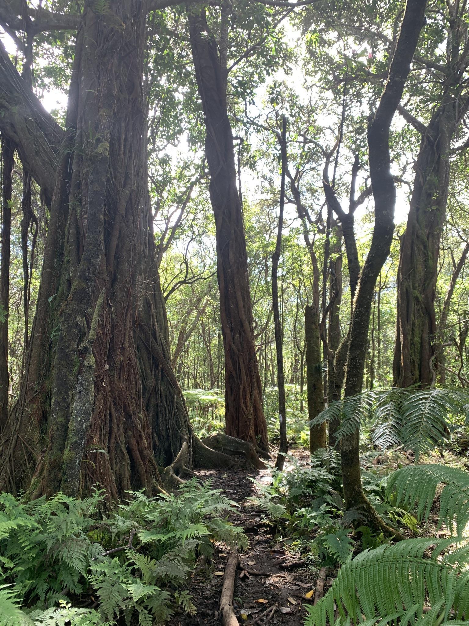 A large tree with a thick trunk in a sun-dappled forest path.