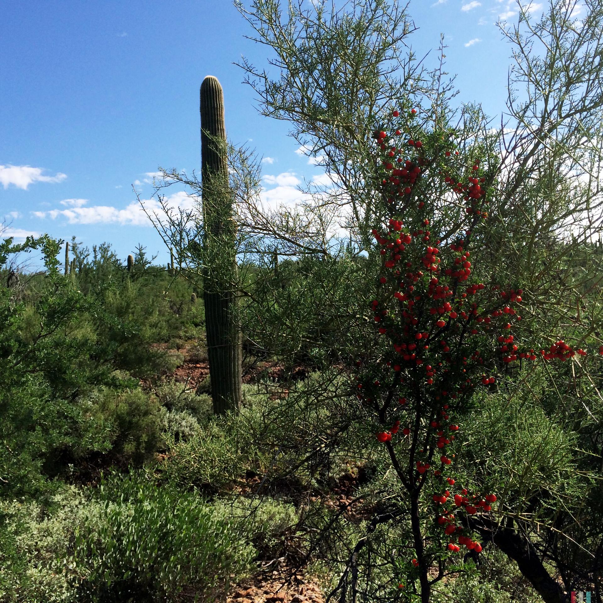 A tall cactus stands among desert shrubs with red berries under a bright sky.