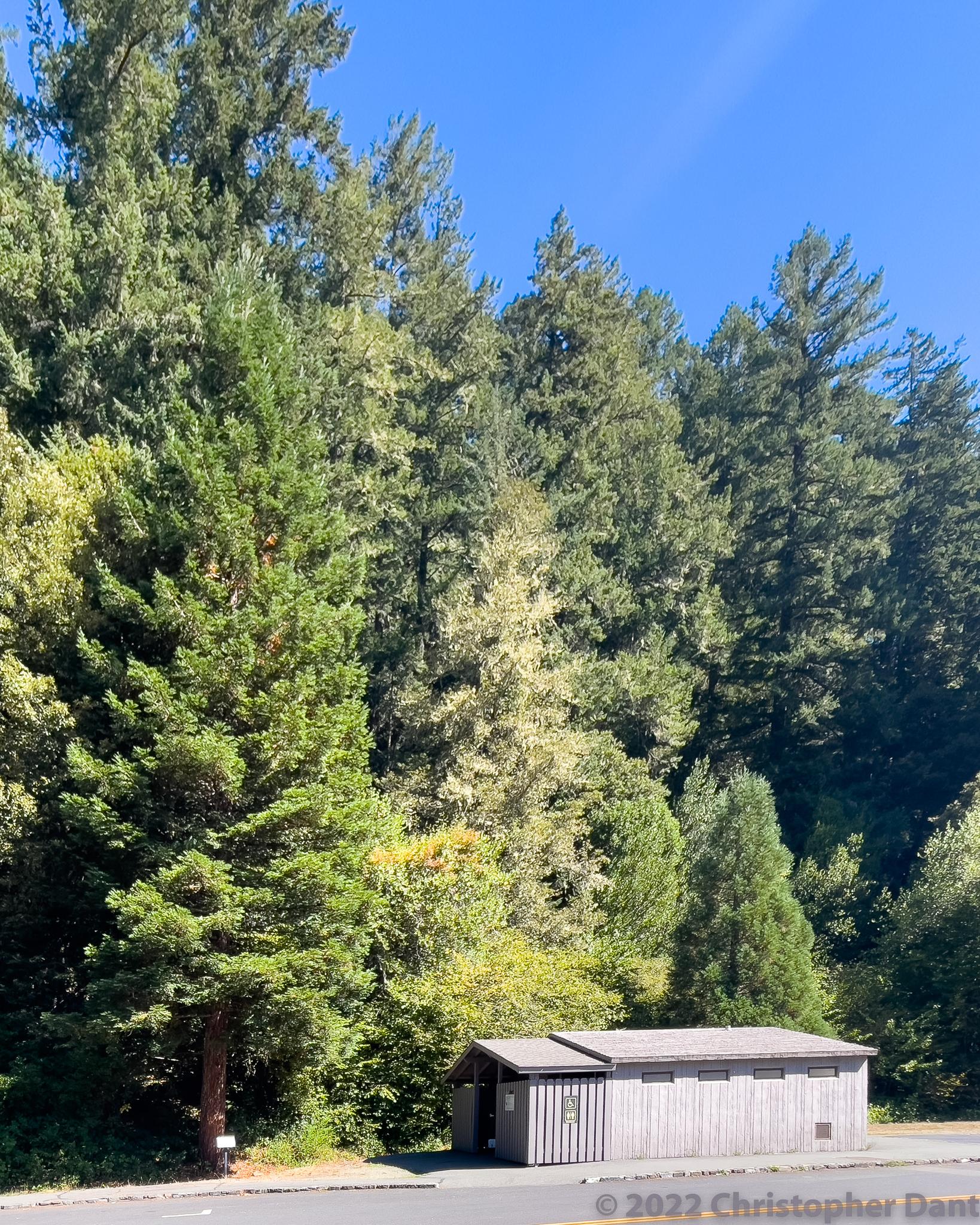 Small wooden building by a road, tall green trees, bright sunny day.