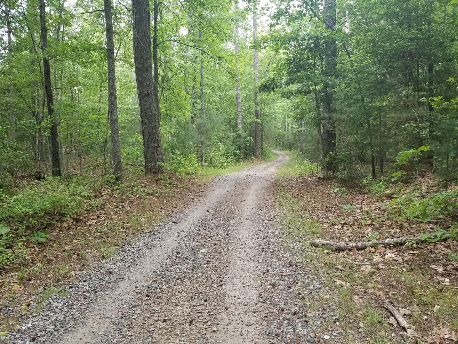 A winding dirt path leads through a lush, green forest.