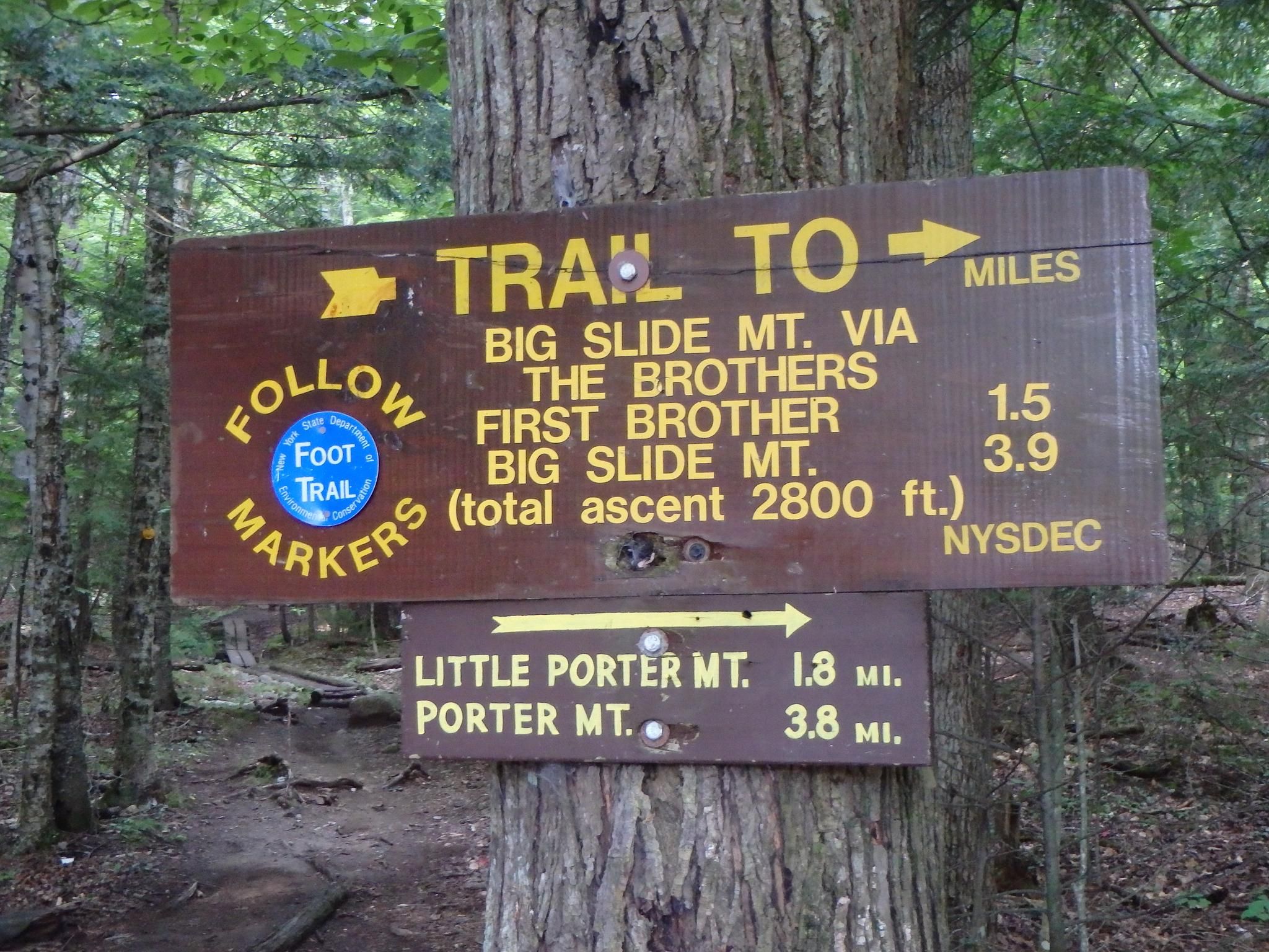 A brown wooden trail sign attached to a tree in a forest. - Phelps Trail