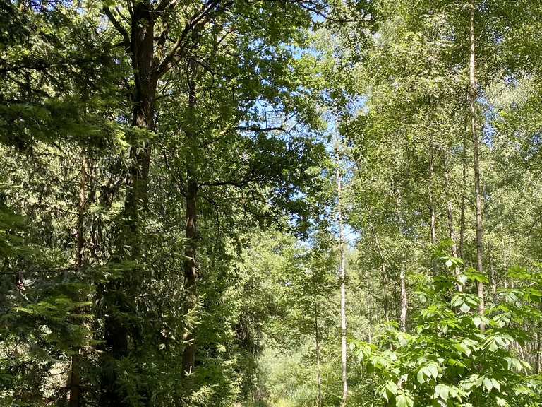 Pollhammer Wald: Mountainbike-Touren und -Trails | komoot