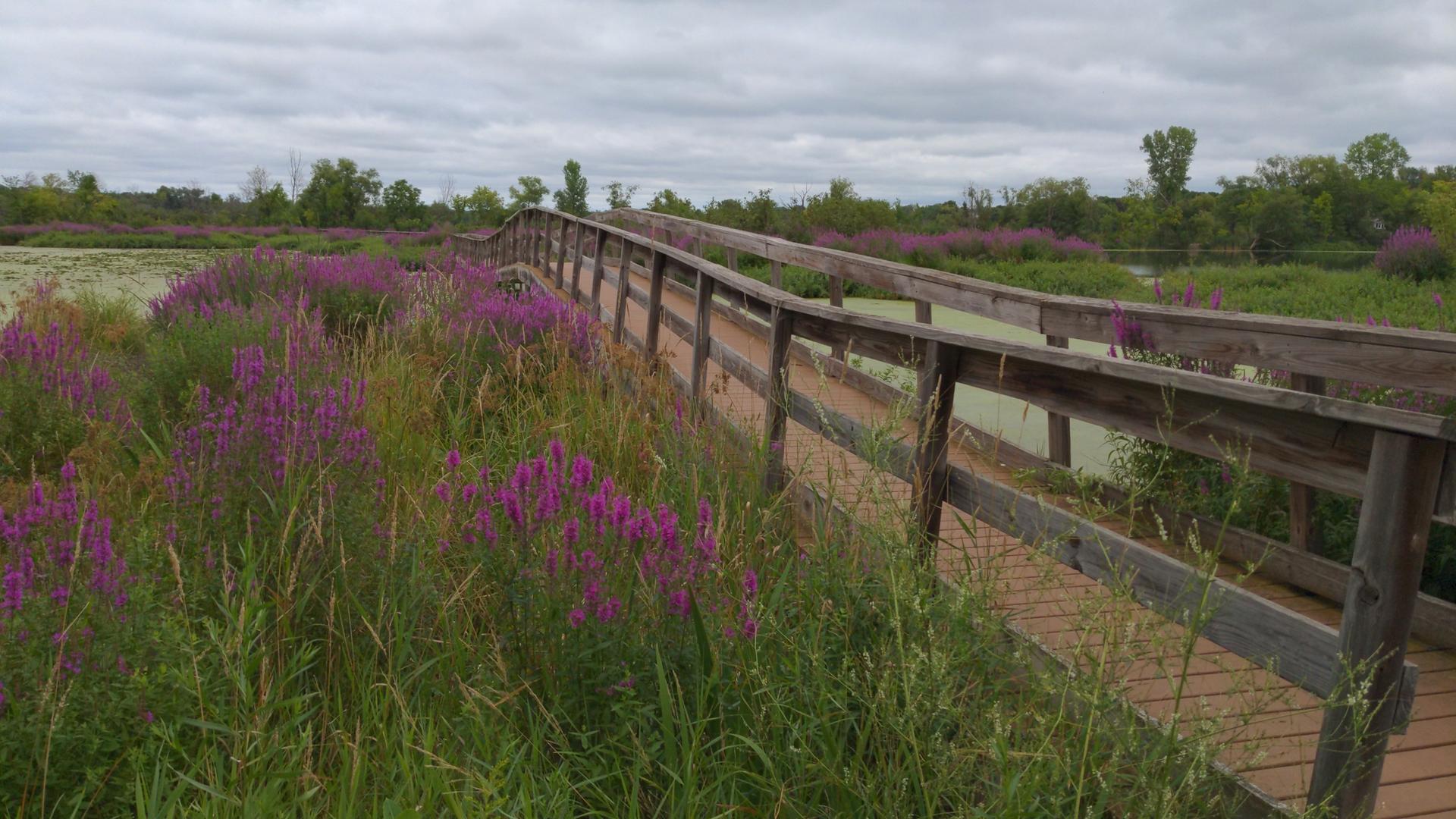 Wooden boardwalk winding through a marsh filled with vibrant purple flowers.
