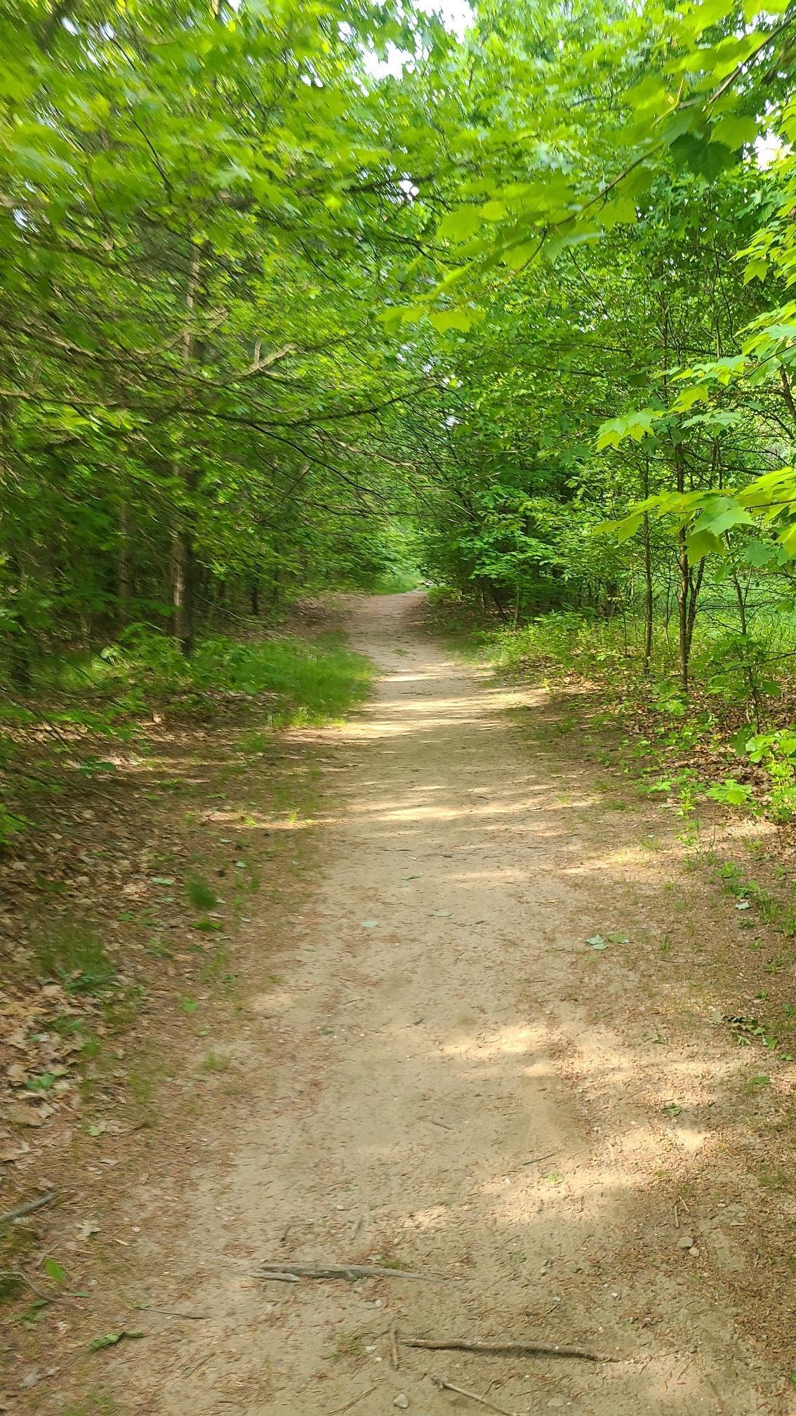 Dirt path winding through a dense green forest with dappled sunlight.