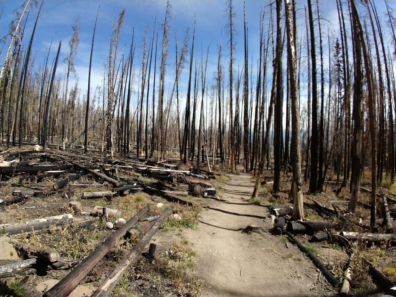 Dirt path through a forest of tall, charred trees under a clear blue sky.
