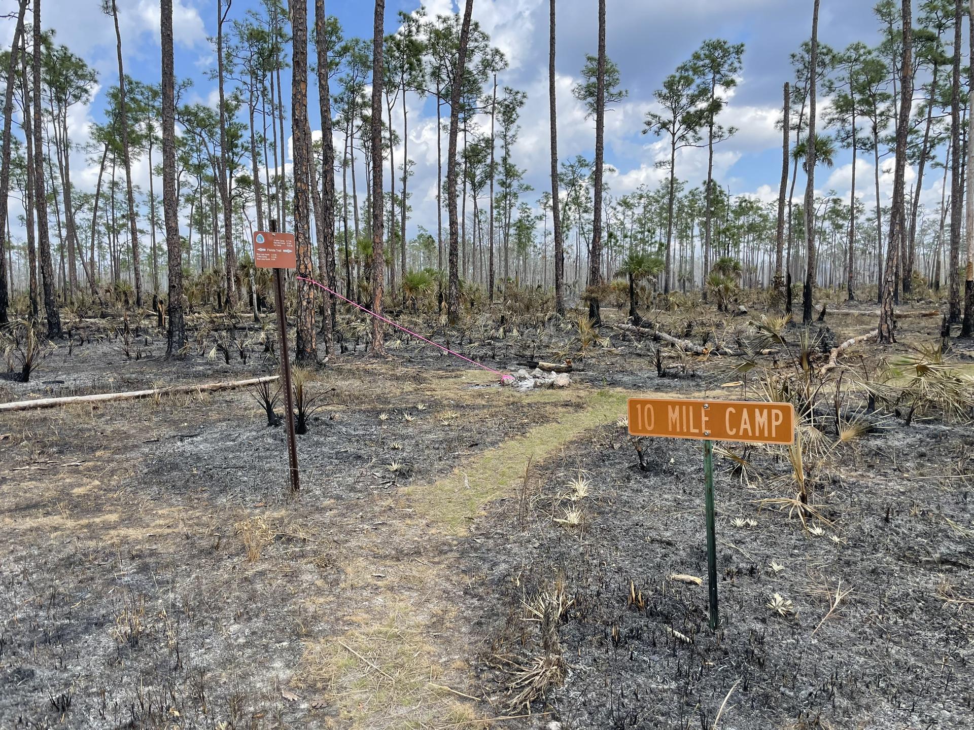 Dirt path leading to a camp sign in a burnt forest.