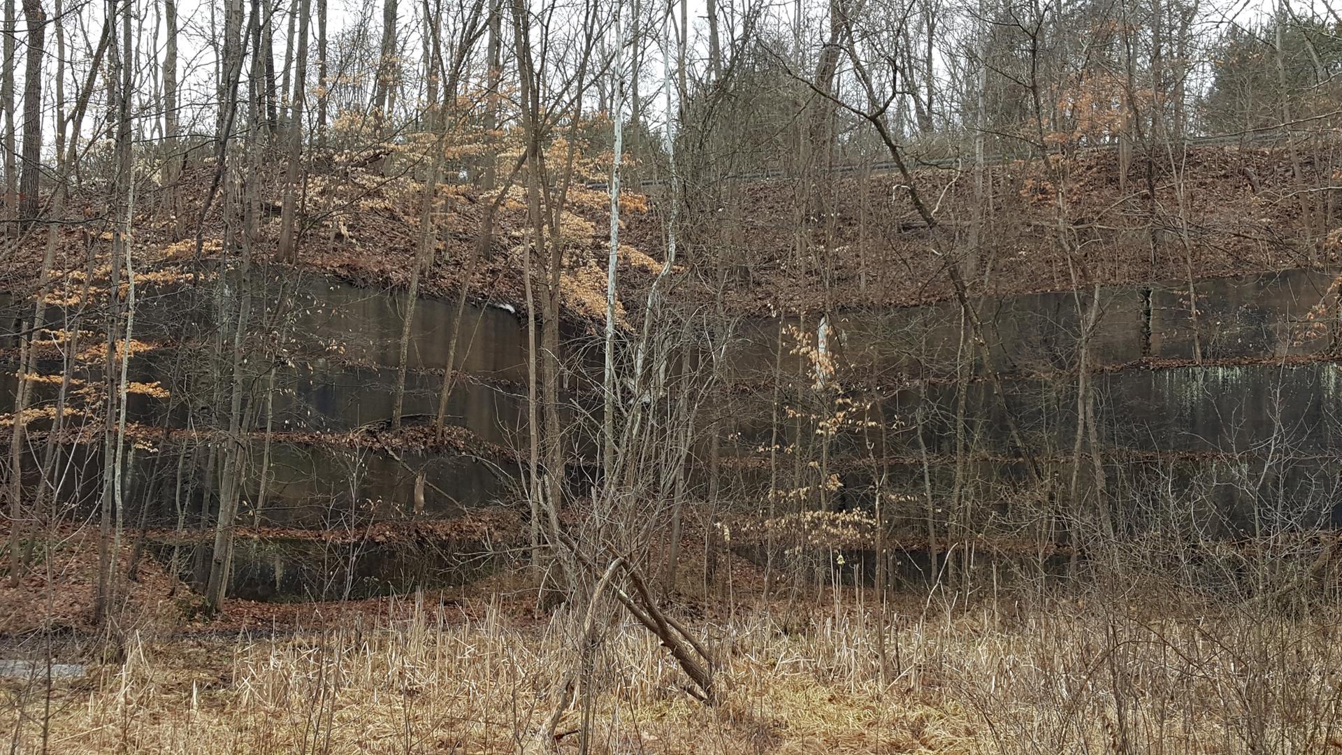 Bare trees and dry grass in a forest with a dark, steep cliff.