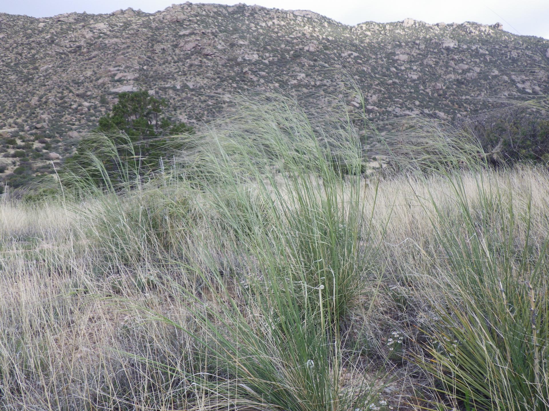 Tall green and dry grasses in the foreground, with a rocky hillside behind.