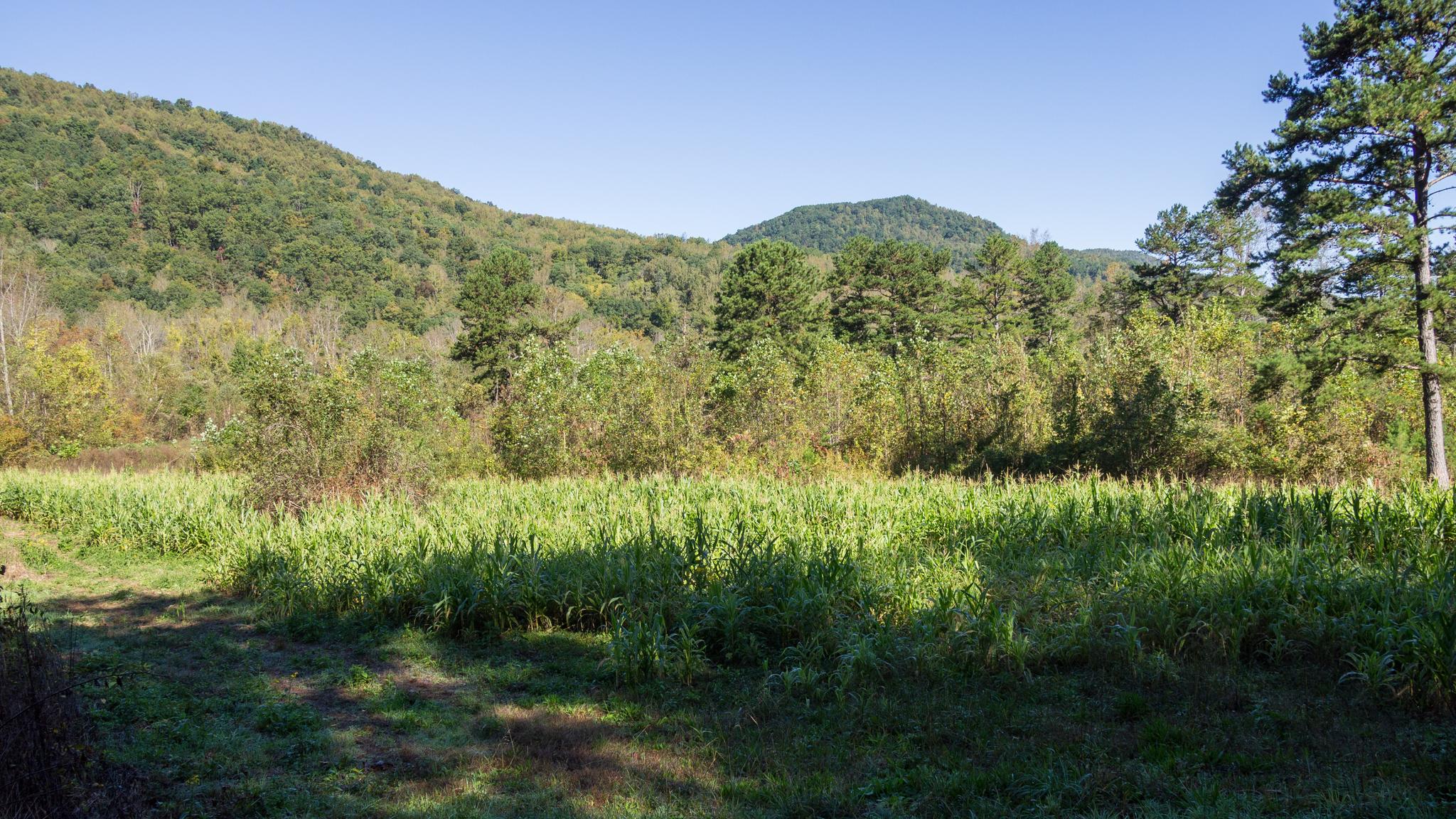 Sunny field of tall green plants with forested hills under a clear sky.