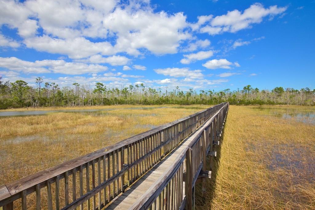 Long wooden boardwalk stretching across a sunny, golden marshland.