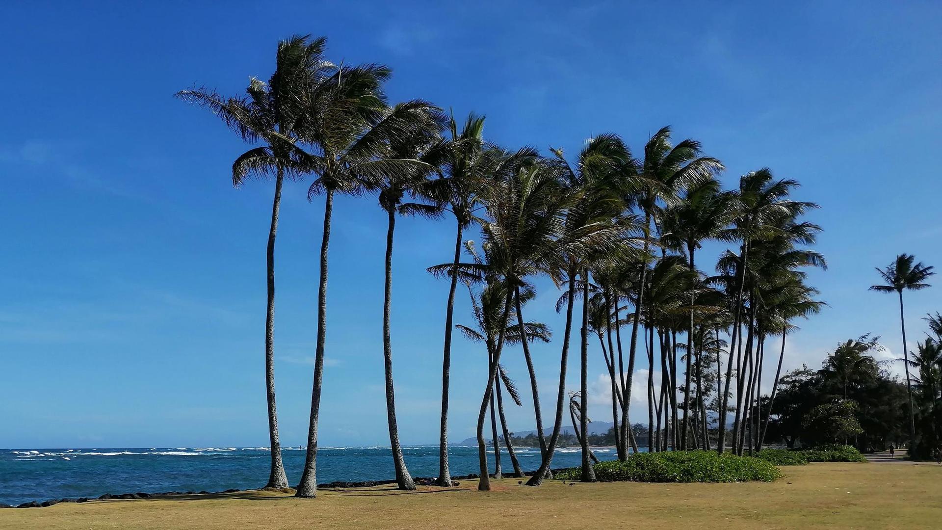 Tall palm trees line a grassy shore next to a blue ocean.