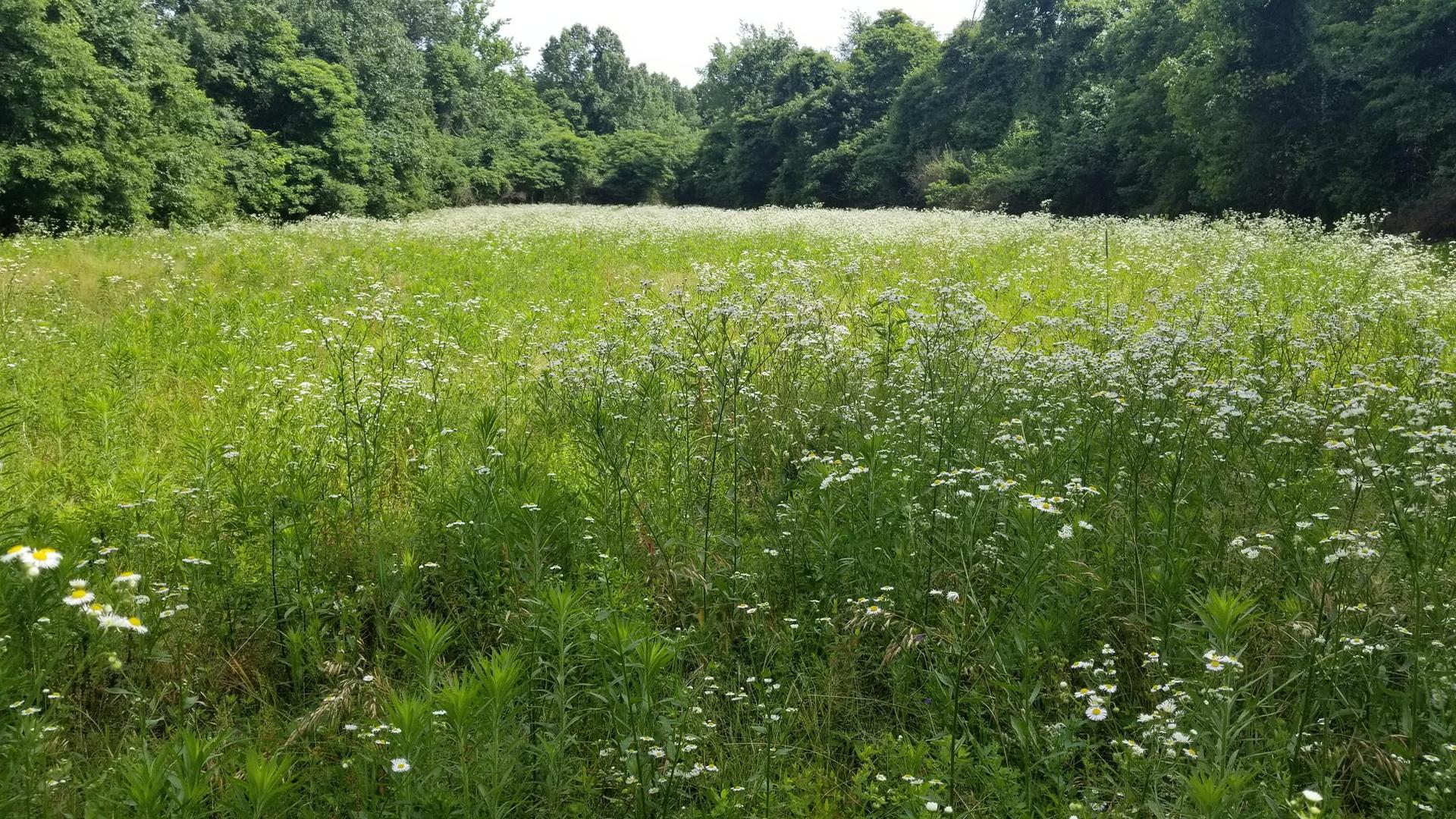 A sunny field of tall green grass and white wildflowers bordered by dense trees.