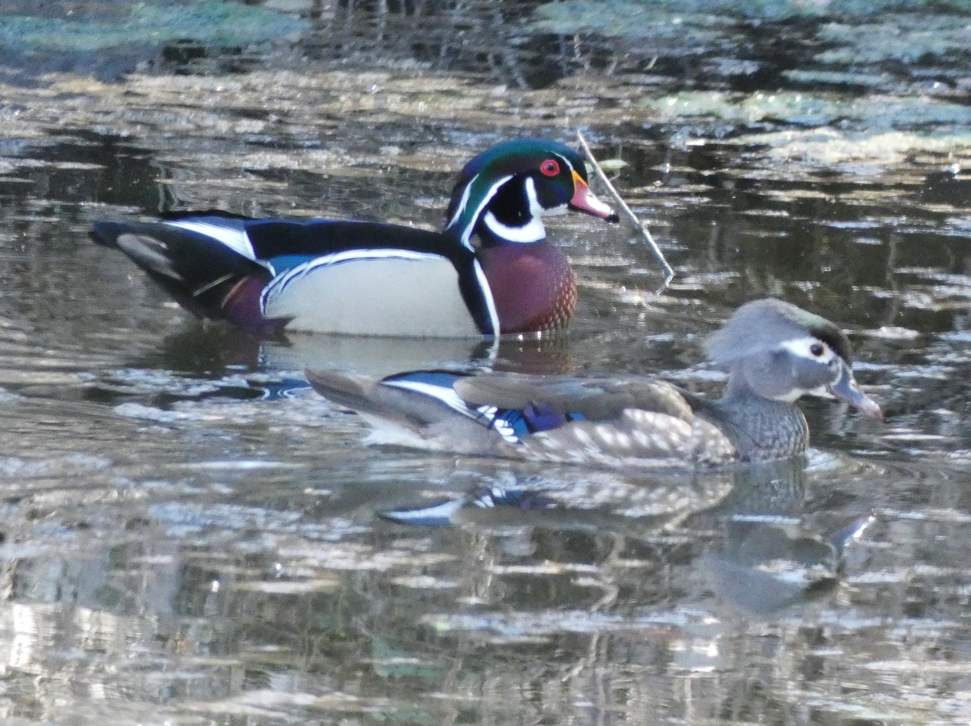 Two colorful ducks, male and female, swim in murky water.
