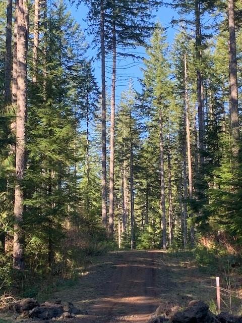 A sunlit dirt path winds through a dense forest of tall evergreen trees.