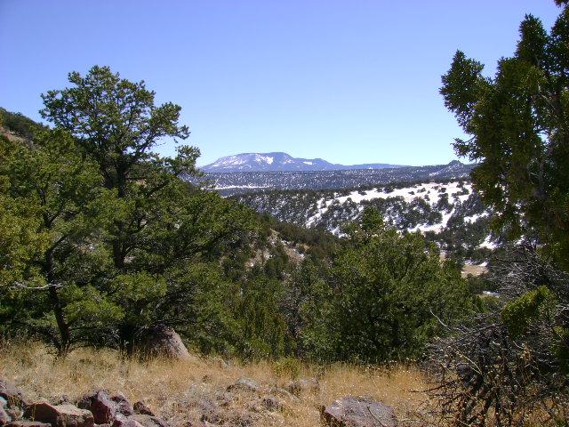 Evergreen trees frame a snowy mountain landscape under a clear blue sky.