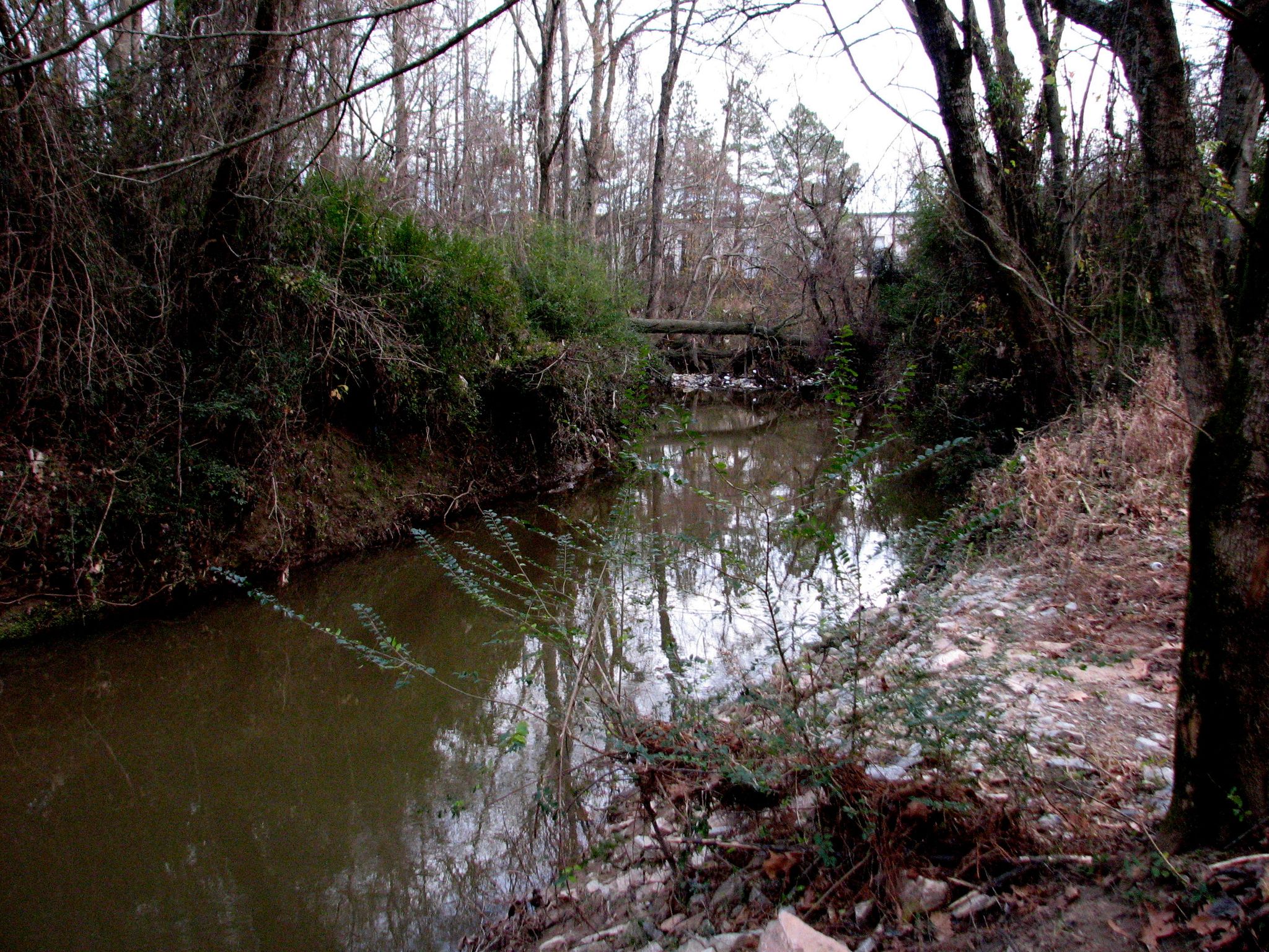 A dark, narrow stream winds through dense, overgrown woods on a dim day. - Raleigh Greenway: Crabtree and Walnut Creek Loop