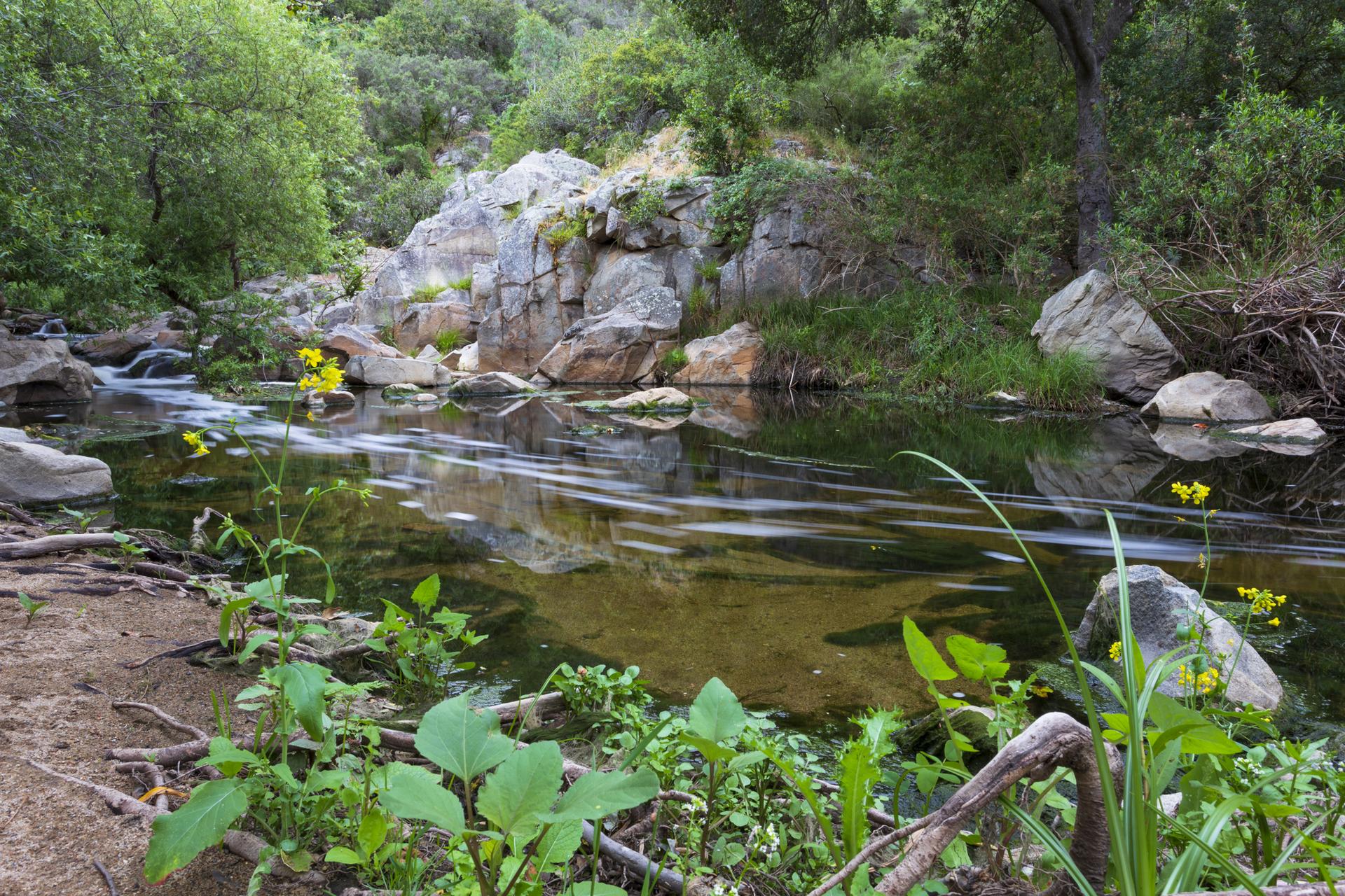 A calm river flows past large rocks and green plants under bright natural light.