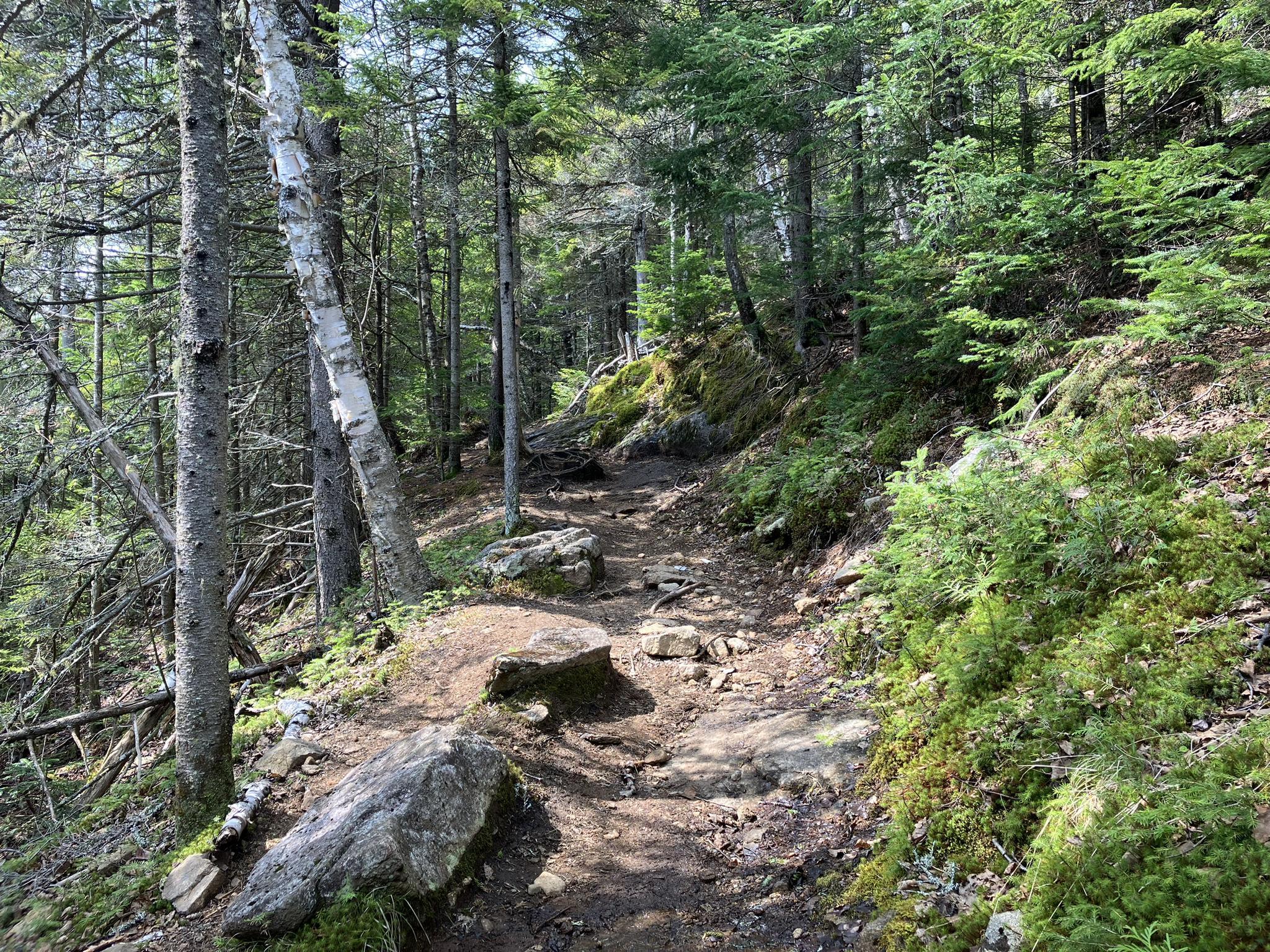 A rocky dirt path winds through a dense, sunlit forest with mossy rocks.