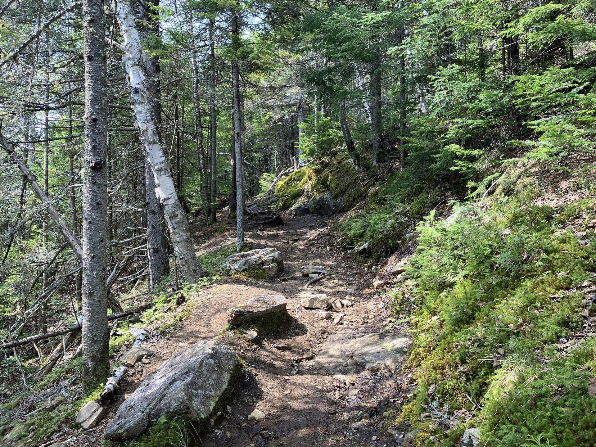 A rocky dirt path winds through a dense, sunlit forest with mossy rocks.