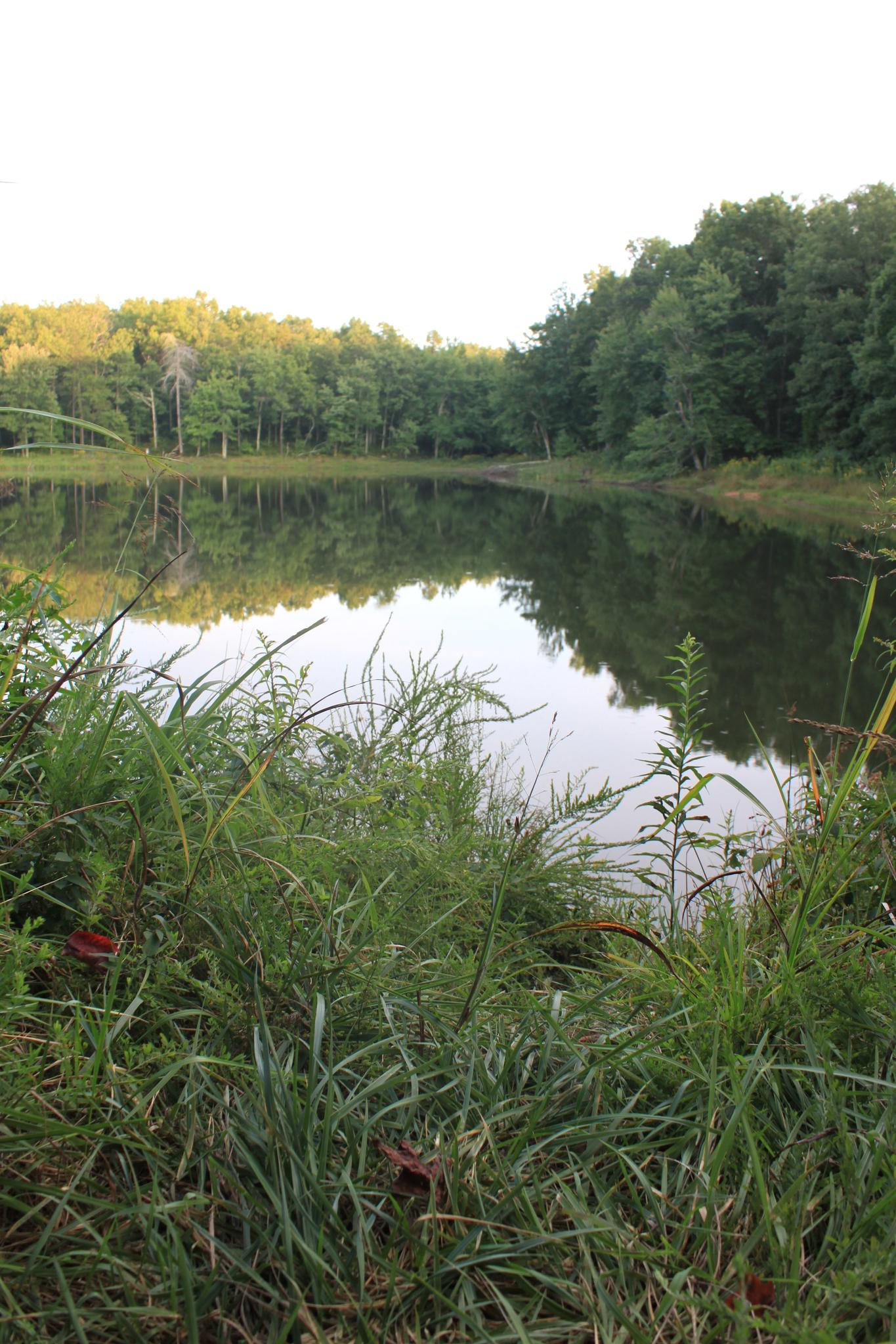 Calm pond reflecting trees, with tall green grass in the foreground.
