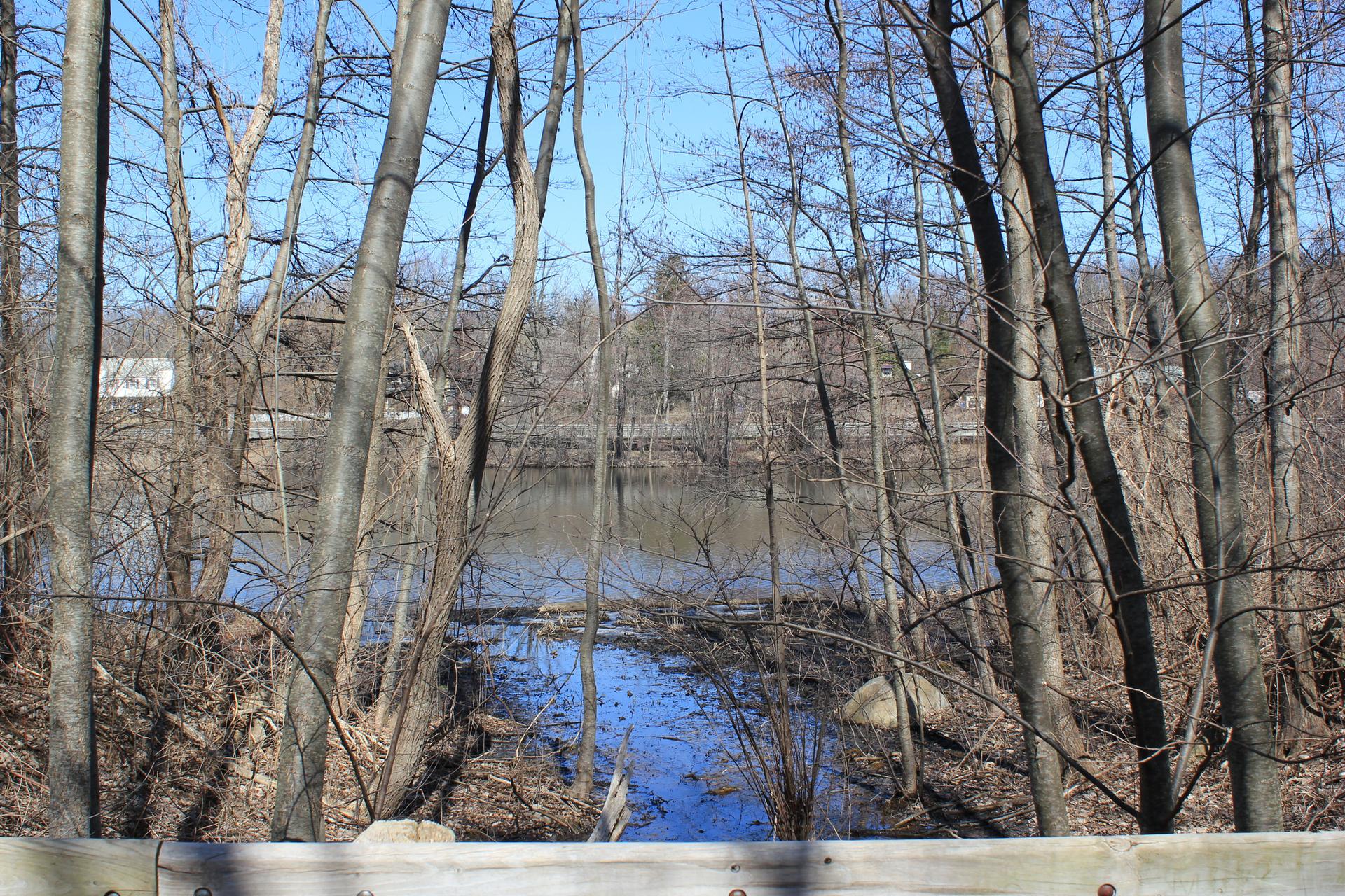 Sunny view of a pond through bare winter trees, with distant buildings.