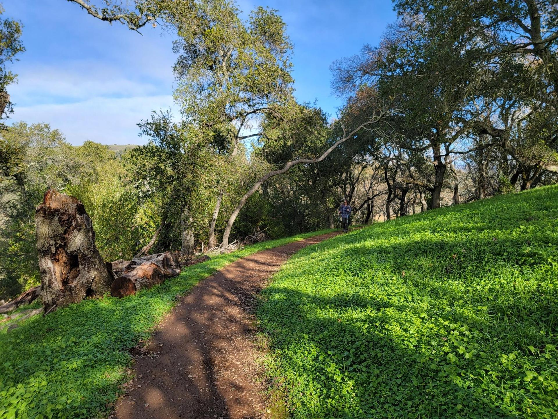 Dirt path winding through a sunny, green, tree-lined hillside.