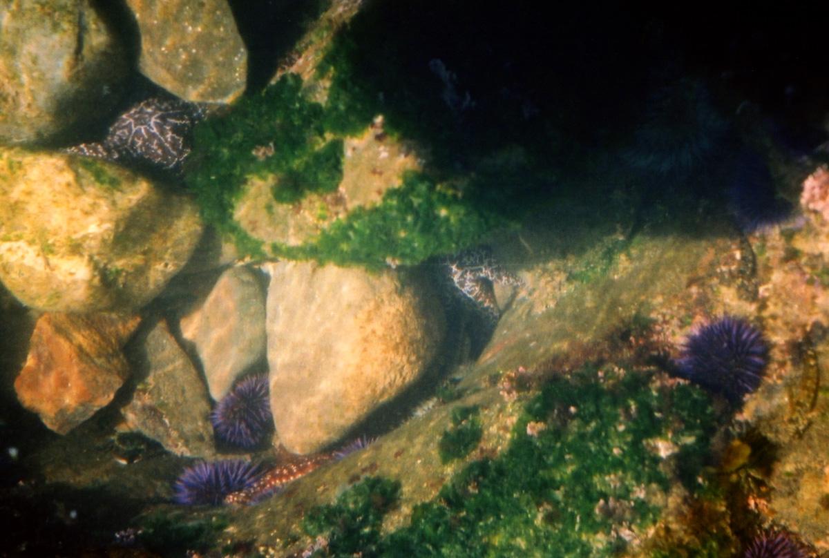 Underwater view of rocks, green algae, and purple sea urchins in dim light.