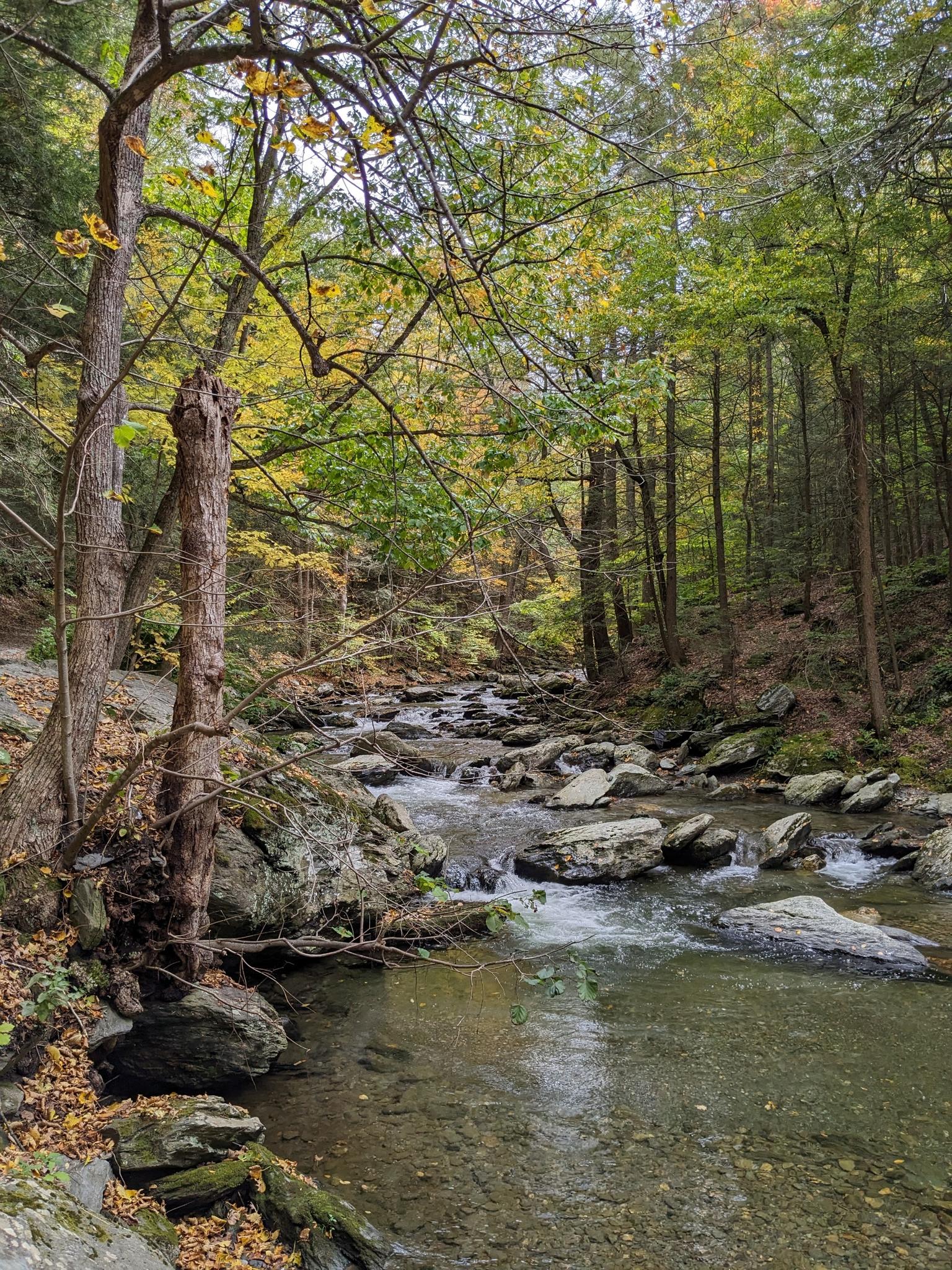 A rocky stream flows through an autumn forest with yellow leaves.