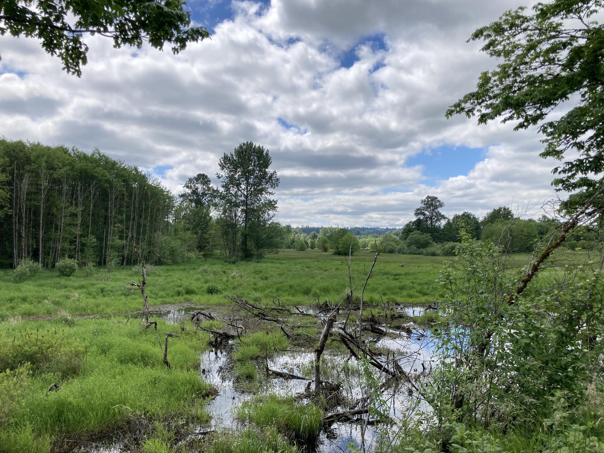Green marshland with standing water, dead branches, and distant trees under a cloudy sky.