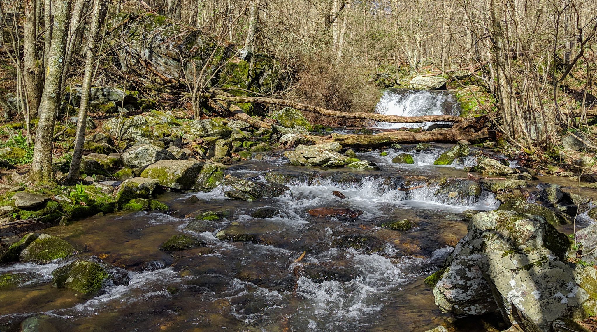 A rocky stream flows through a bare winter woodland with small waterfalls. - Big Rock Falls – Hazeltop Ridge Overlook loop from Big Meadows Wayside