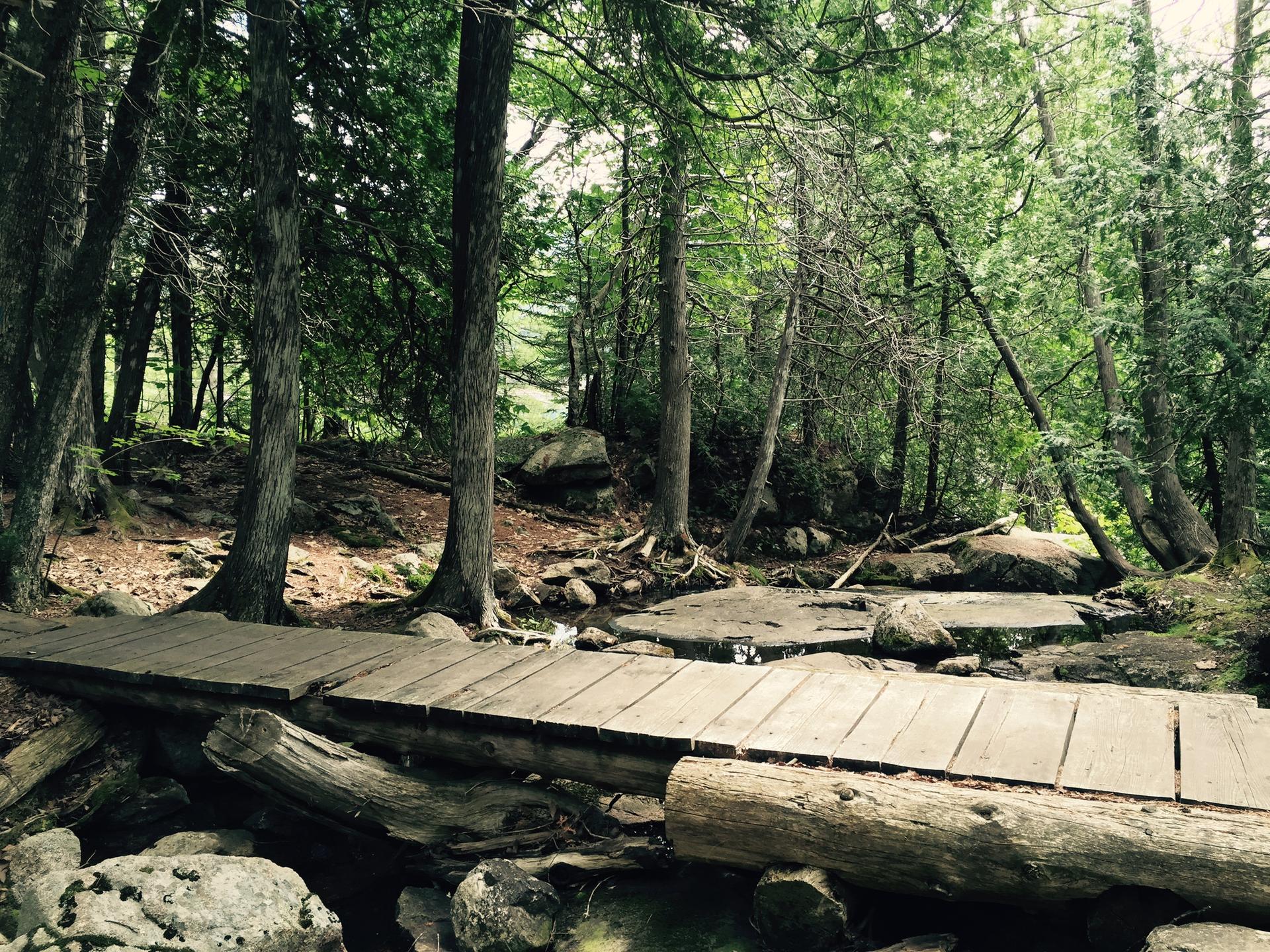 Wooden footbridge over a stream in a dense, shaded forest with tall trees.