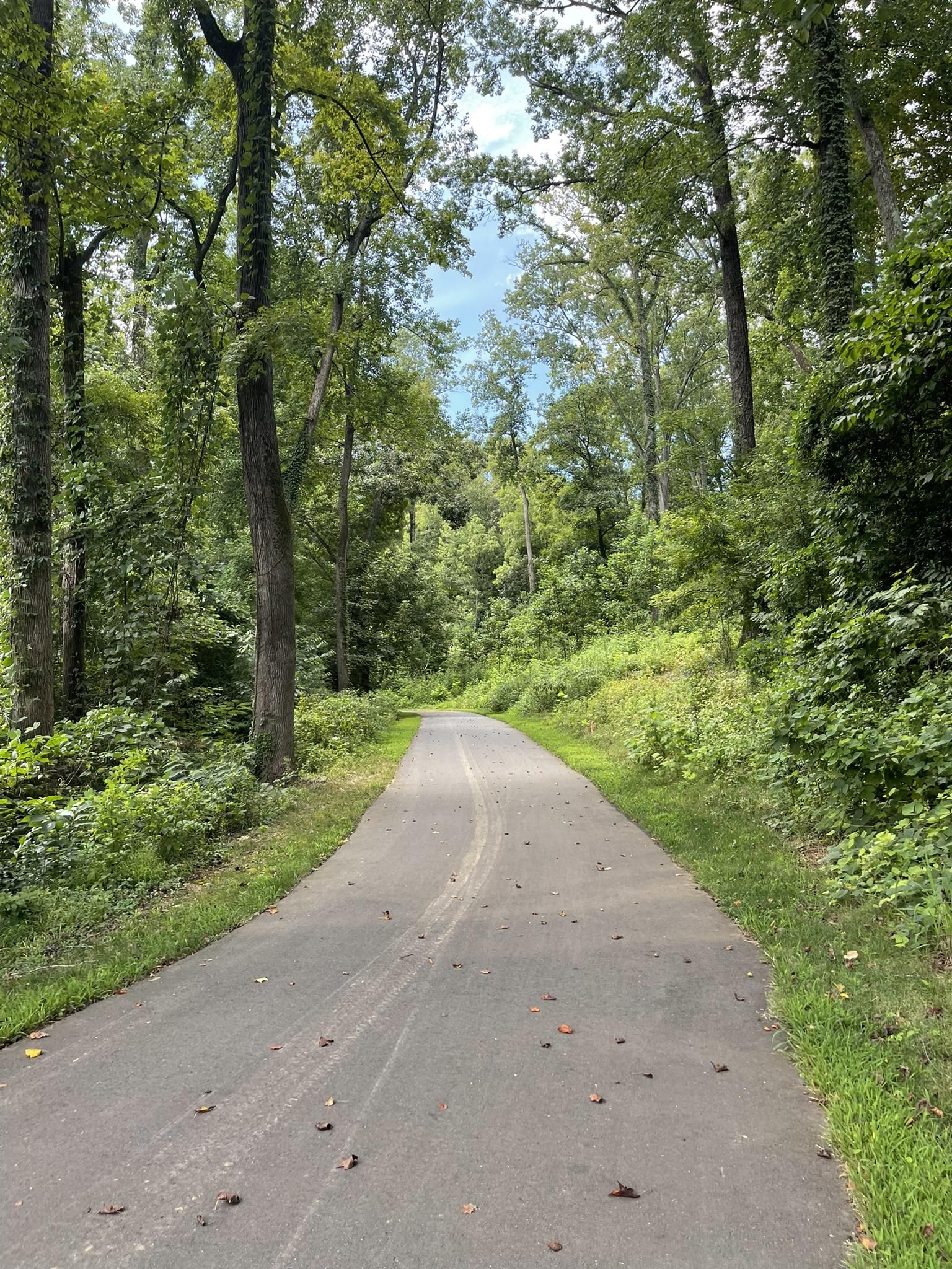 Paved path winding uphill through a vibrant green forest under bright light. - Backyard Trails