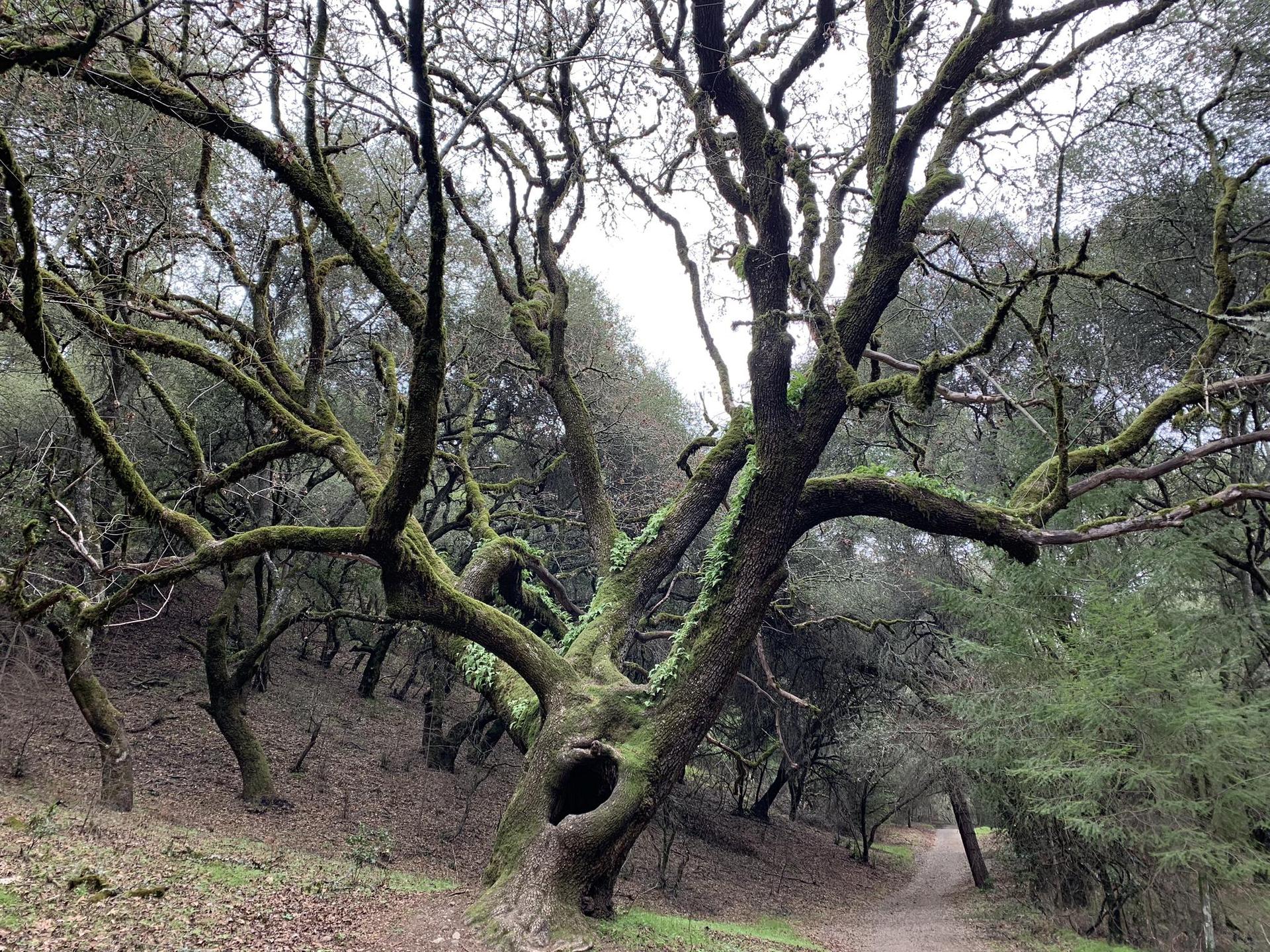 Large mossy tree with gnarled branches next to a dirt path in an overcast forest.