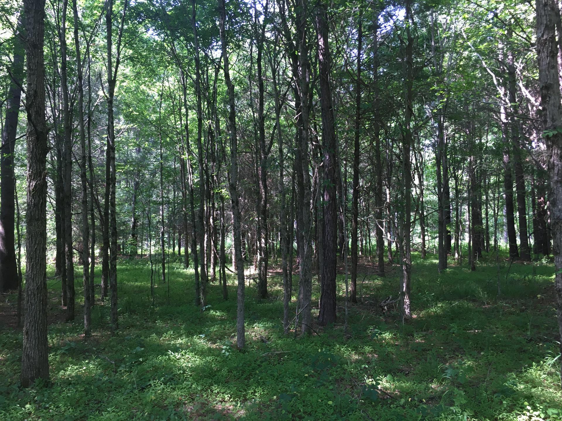 Dense green forest with tall trees and dappled sunlight on the undergrowth.