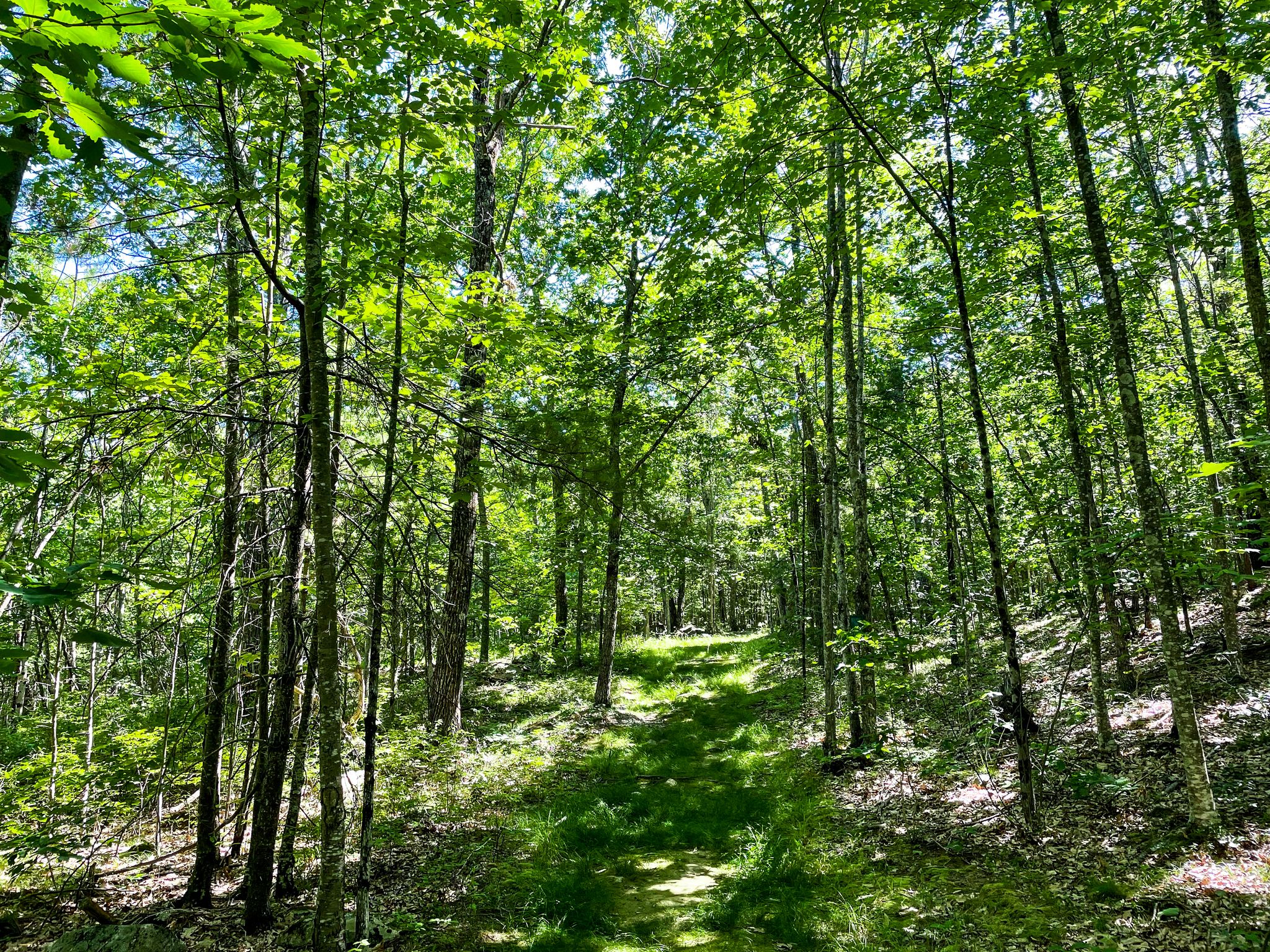 Grassy path winding through a sunlit, dense forest. - Potanipo Hill Southway Trail Loop