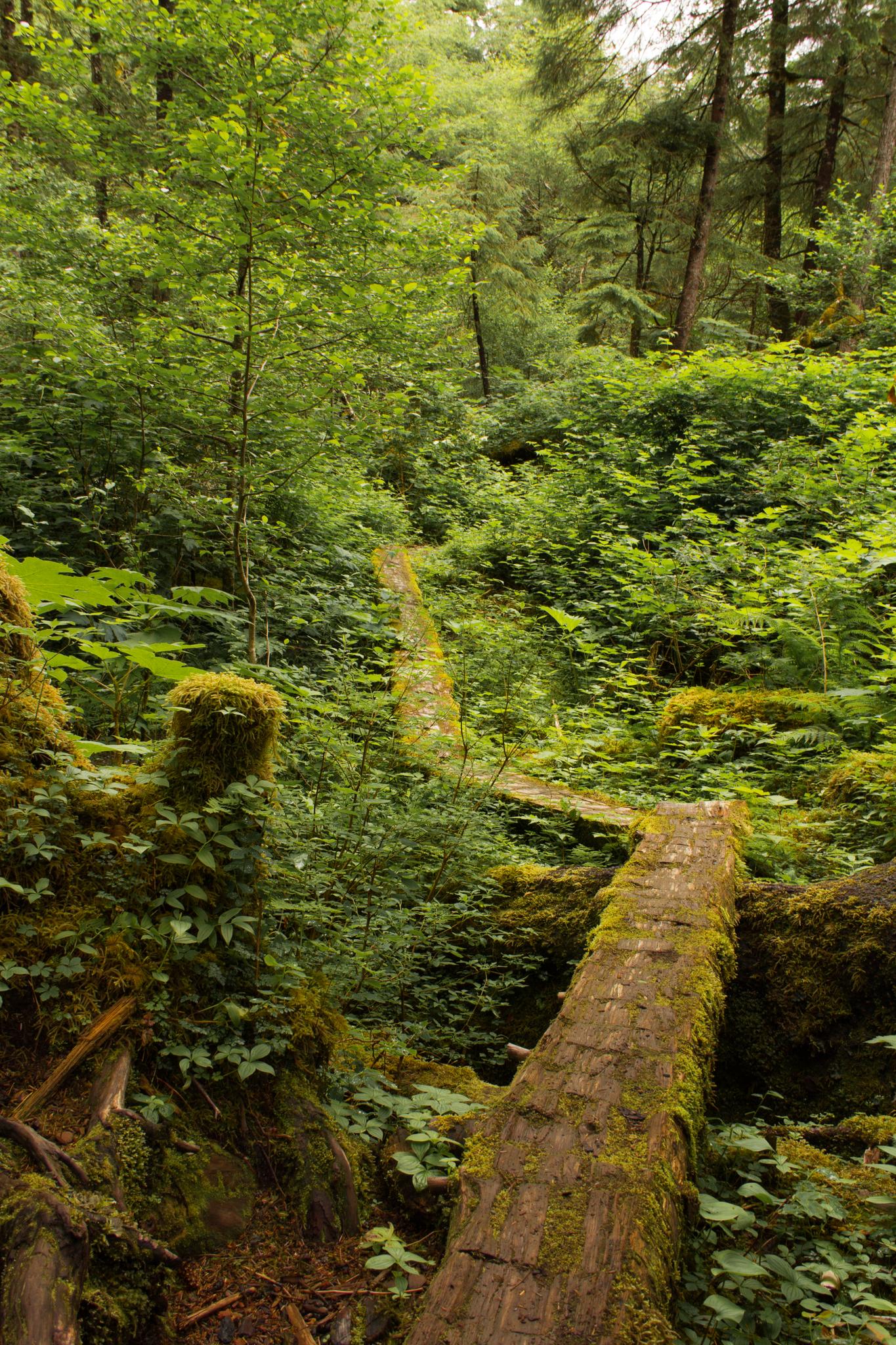 Mossy fallen logs create a path through a dense, lush green forest.