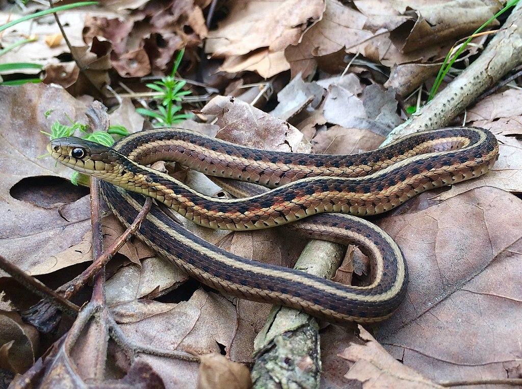 A garter snake coiled on a bed of brown leaves.