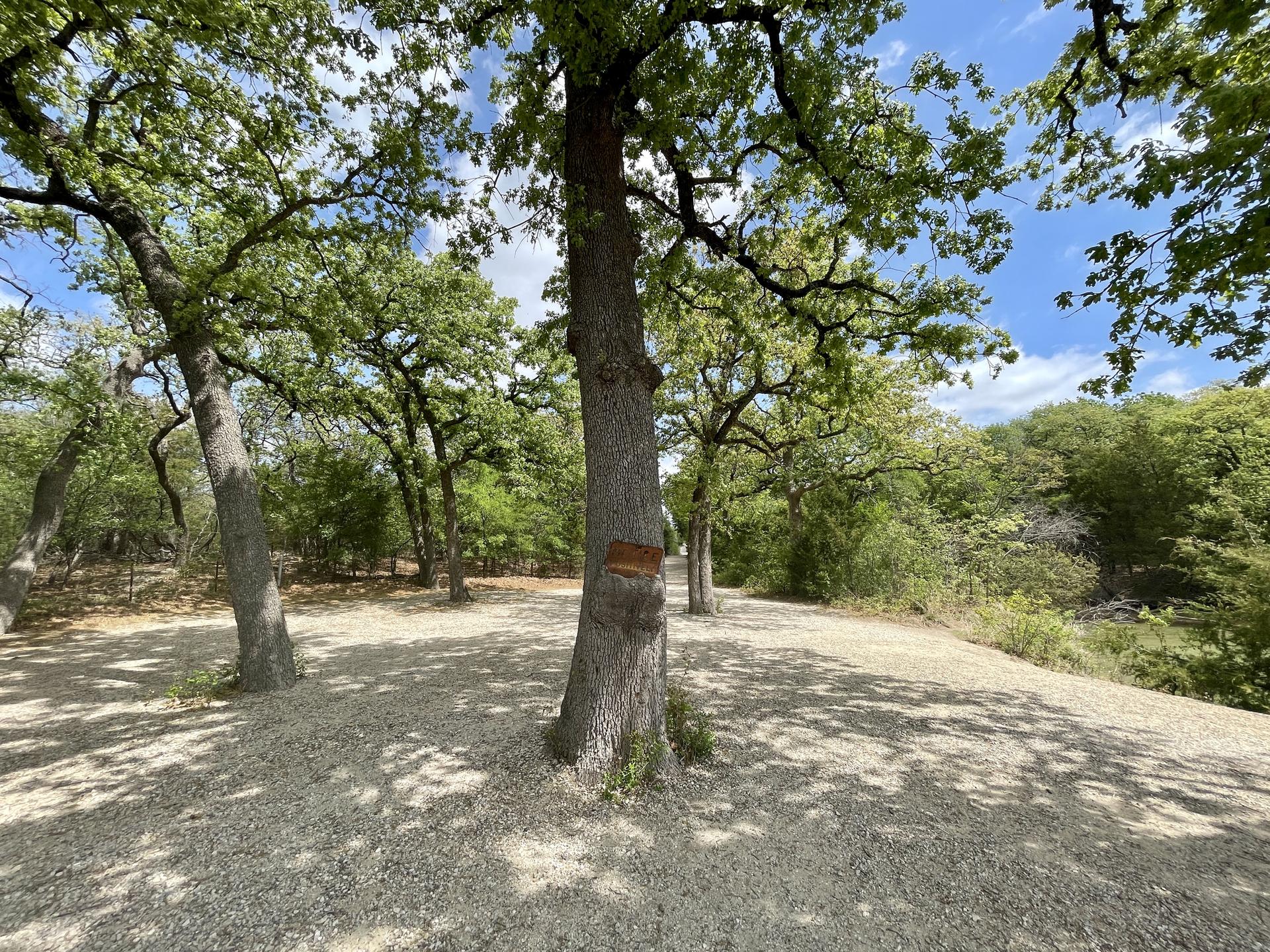 Bright day on a gravel path shaded by large green trees.