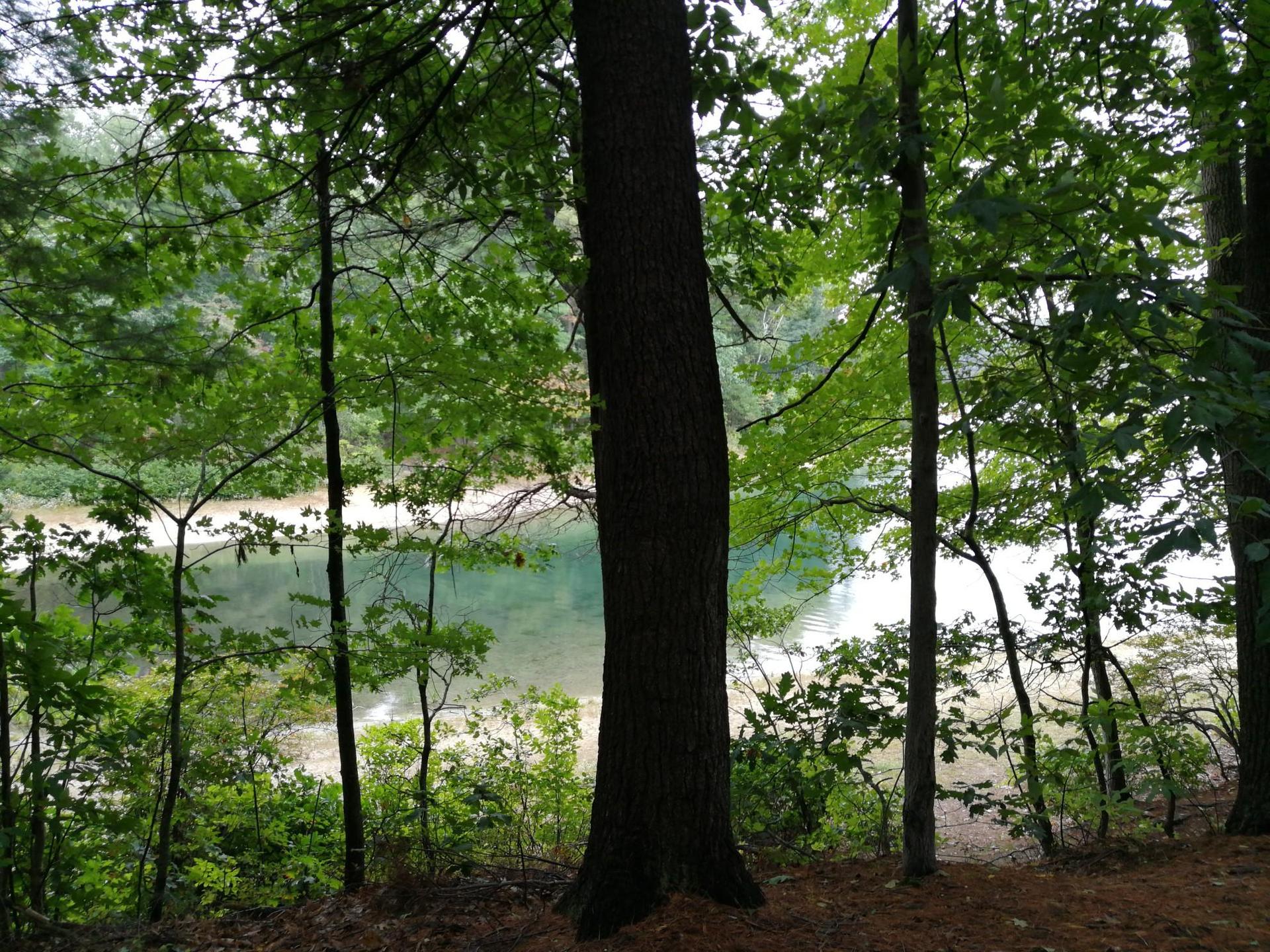 A lake with a sandy shore seen through dense forest trees.