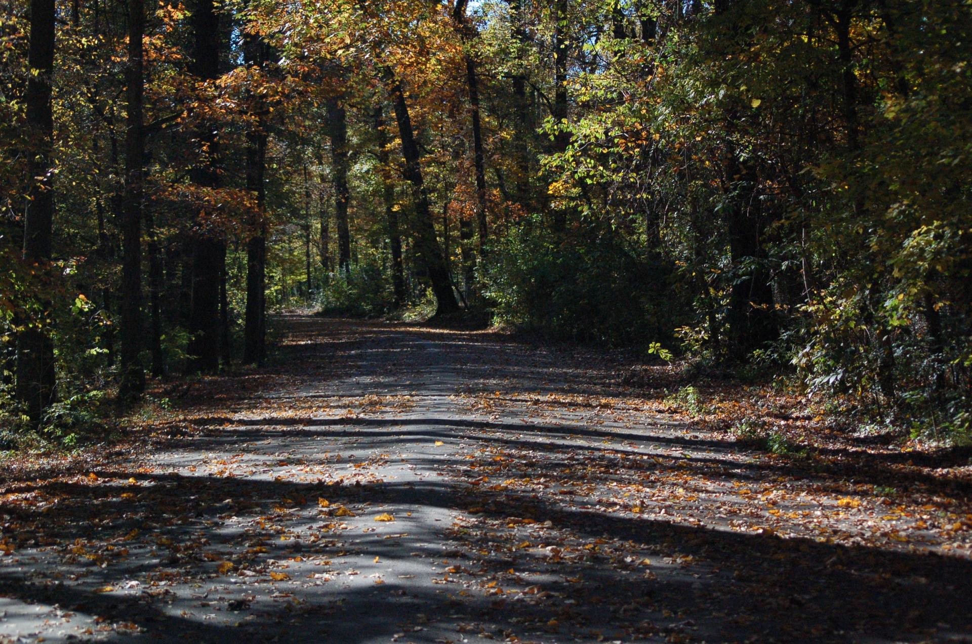 A sun-dappled forest path covered in autumn leaves, surrounded by trees.