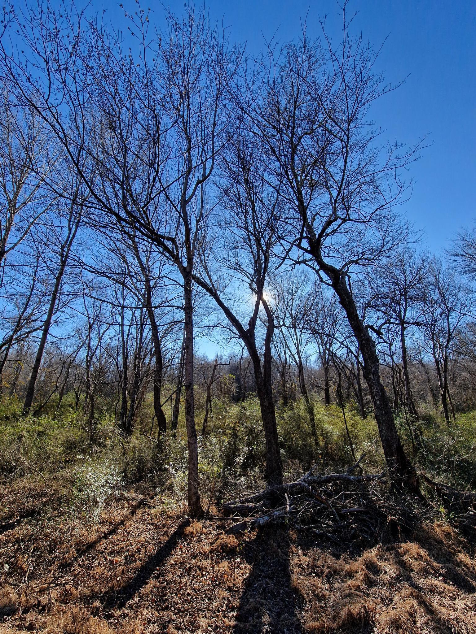 Bright sun shines through bare trees, casting long shadows on dry ground.