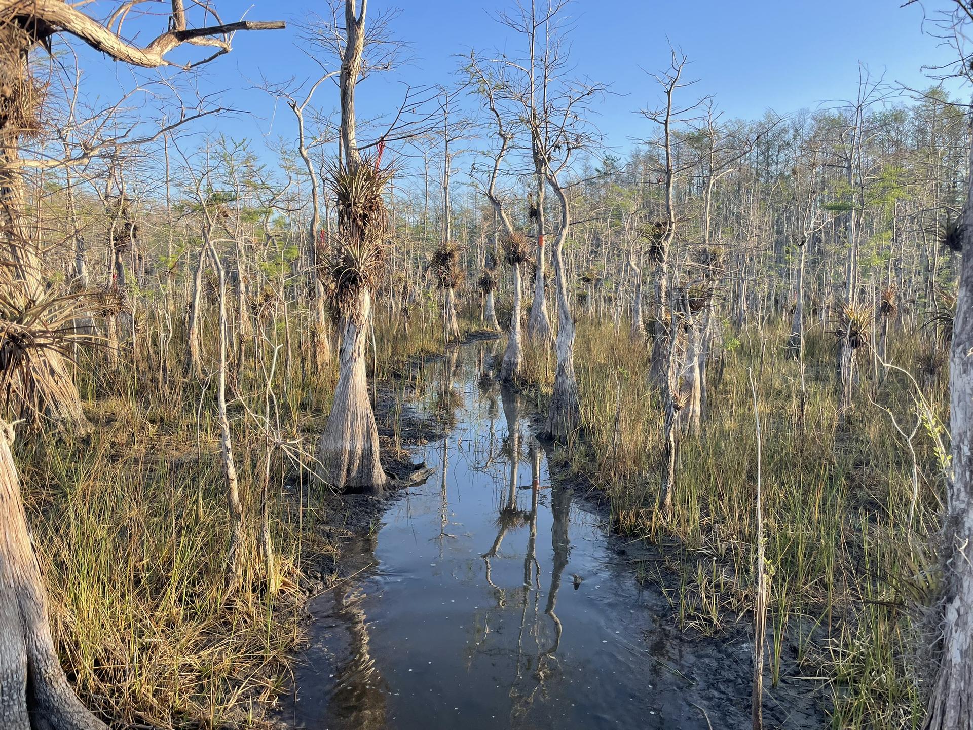 Watery path through a cypress swamp with trees reflecting in the water.
