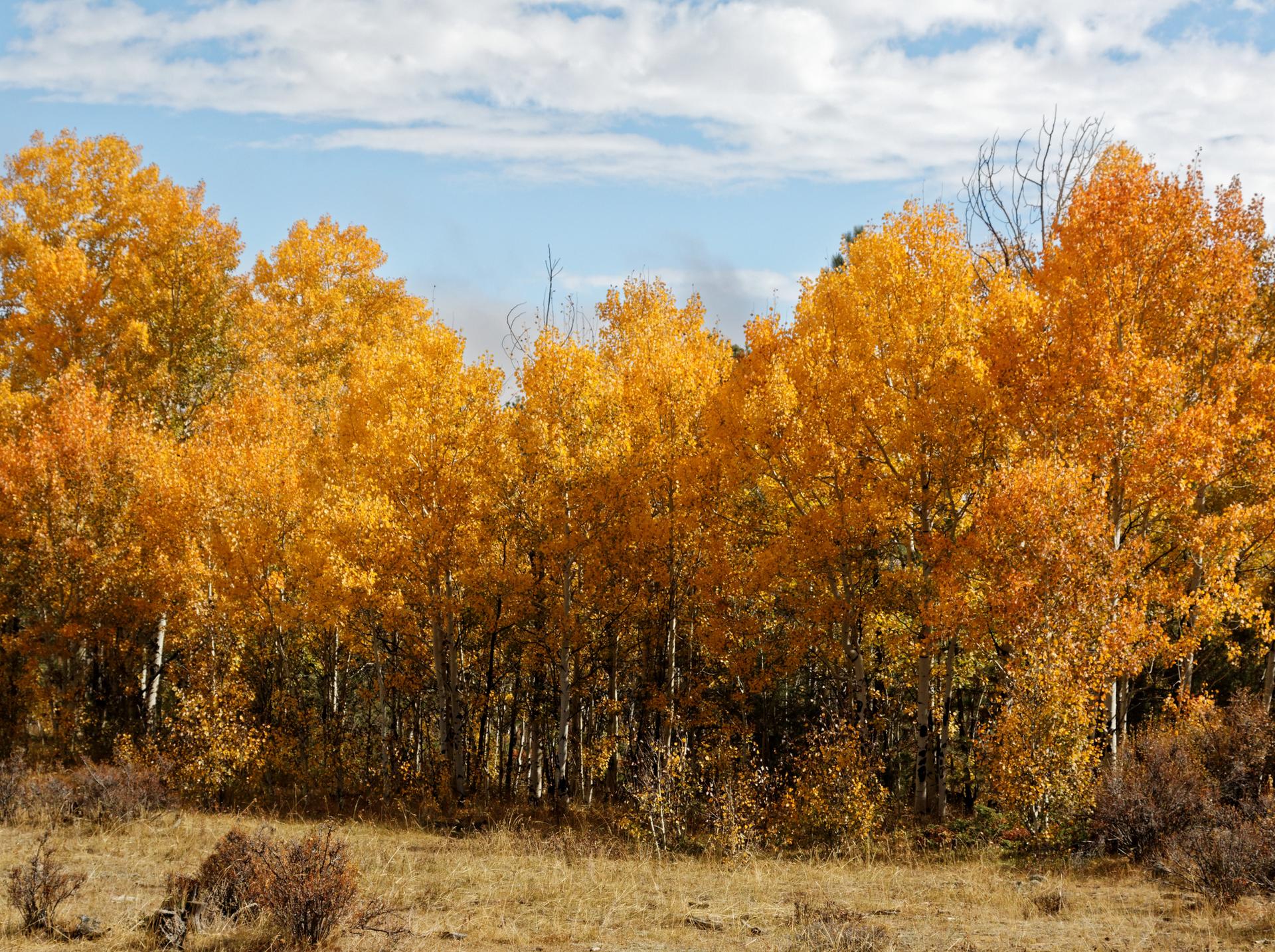 Vibrant autumn forest with golden leaves and dry grass under a sunny sky.