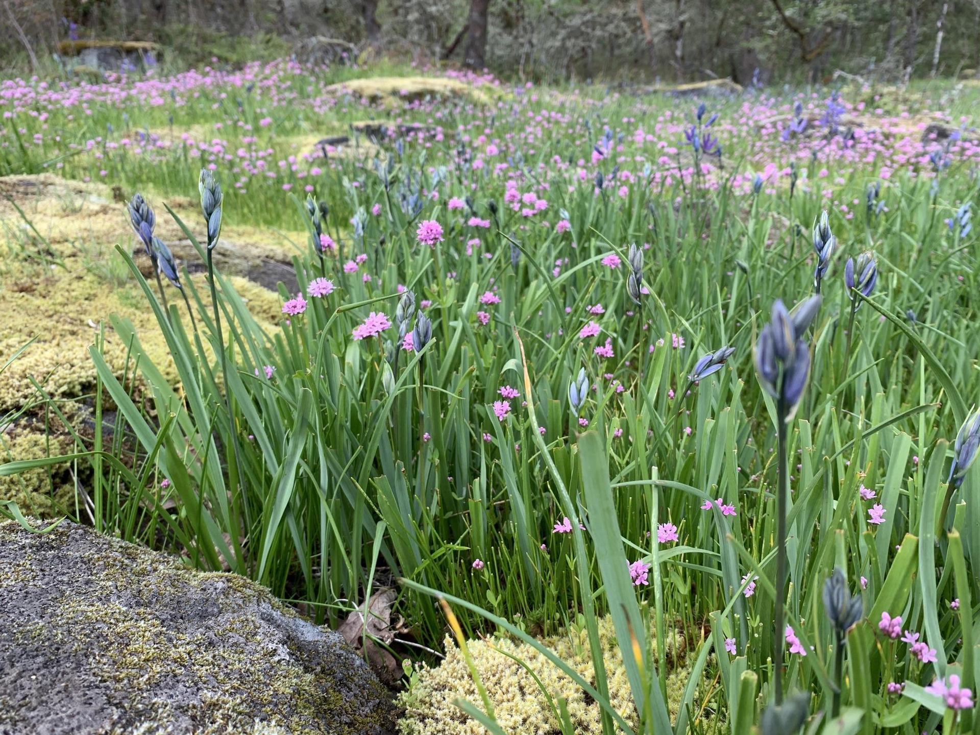Close-up of vibrant purple and pink wildflowers blooming in tall green grass.