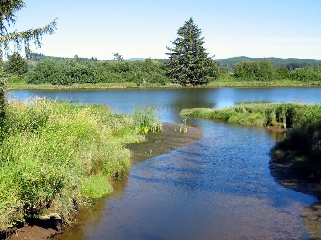 Sunny river scene with green banks, a large evergreen tree, and distant hills. - Gearhart via Lewis and Clark & Logan Road loop